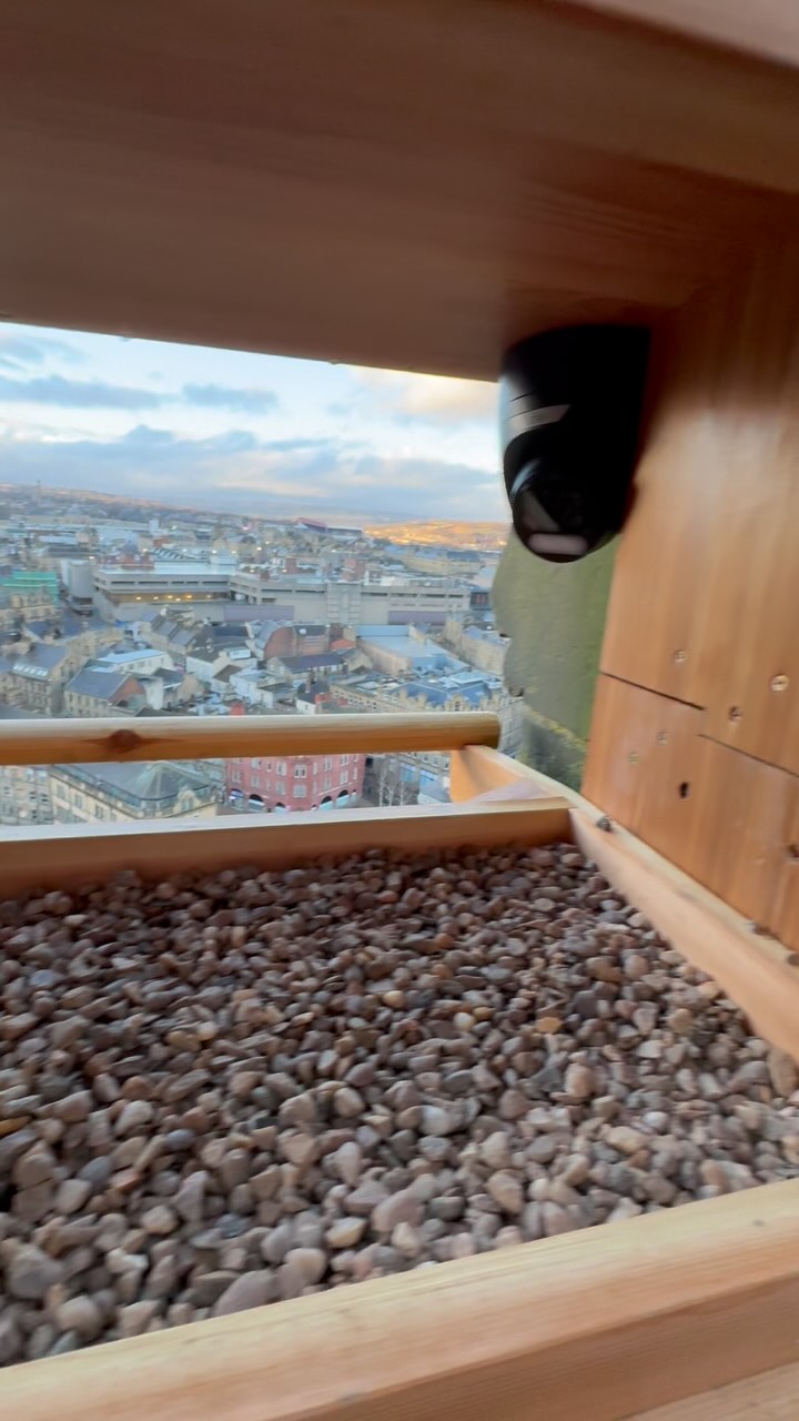 A new Peregrine Falcon nestbox was installed today on Bradford City Hall. Check our website for the full story.
Video by @vertexaccess
#peregrine
#falcon
#birds