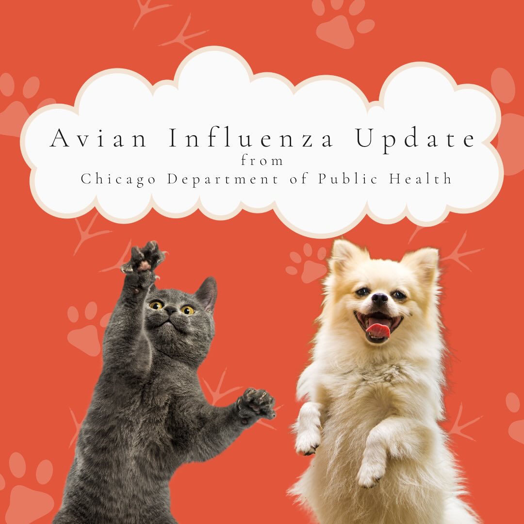 Bird Flu Update 🐦 🦠