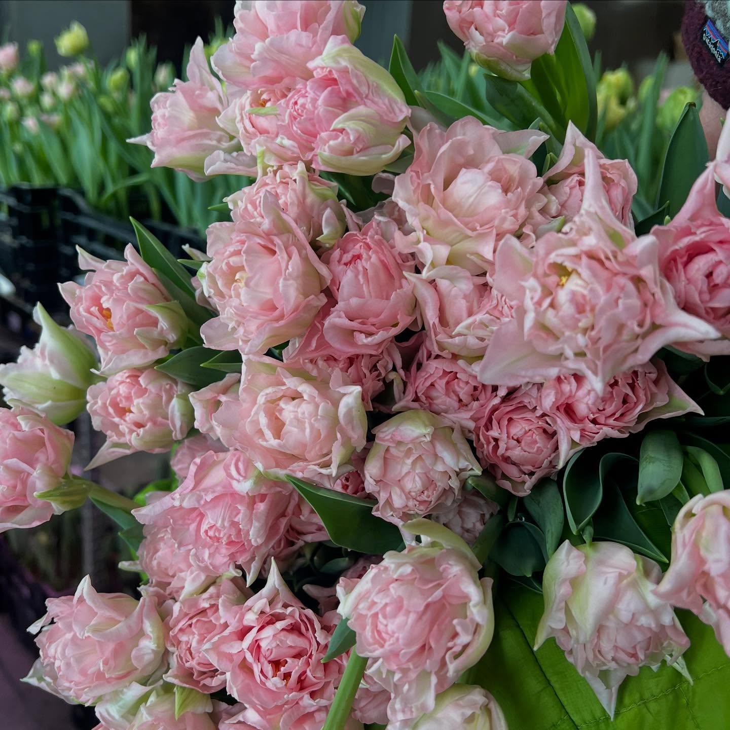 Dreamer
#cutflowerfarm #letscolortheworld #montanagrown #growninmontana #tulip #tulips #dreamer #supportlocal #billingsmontana #laurelmontana