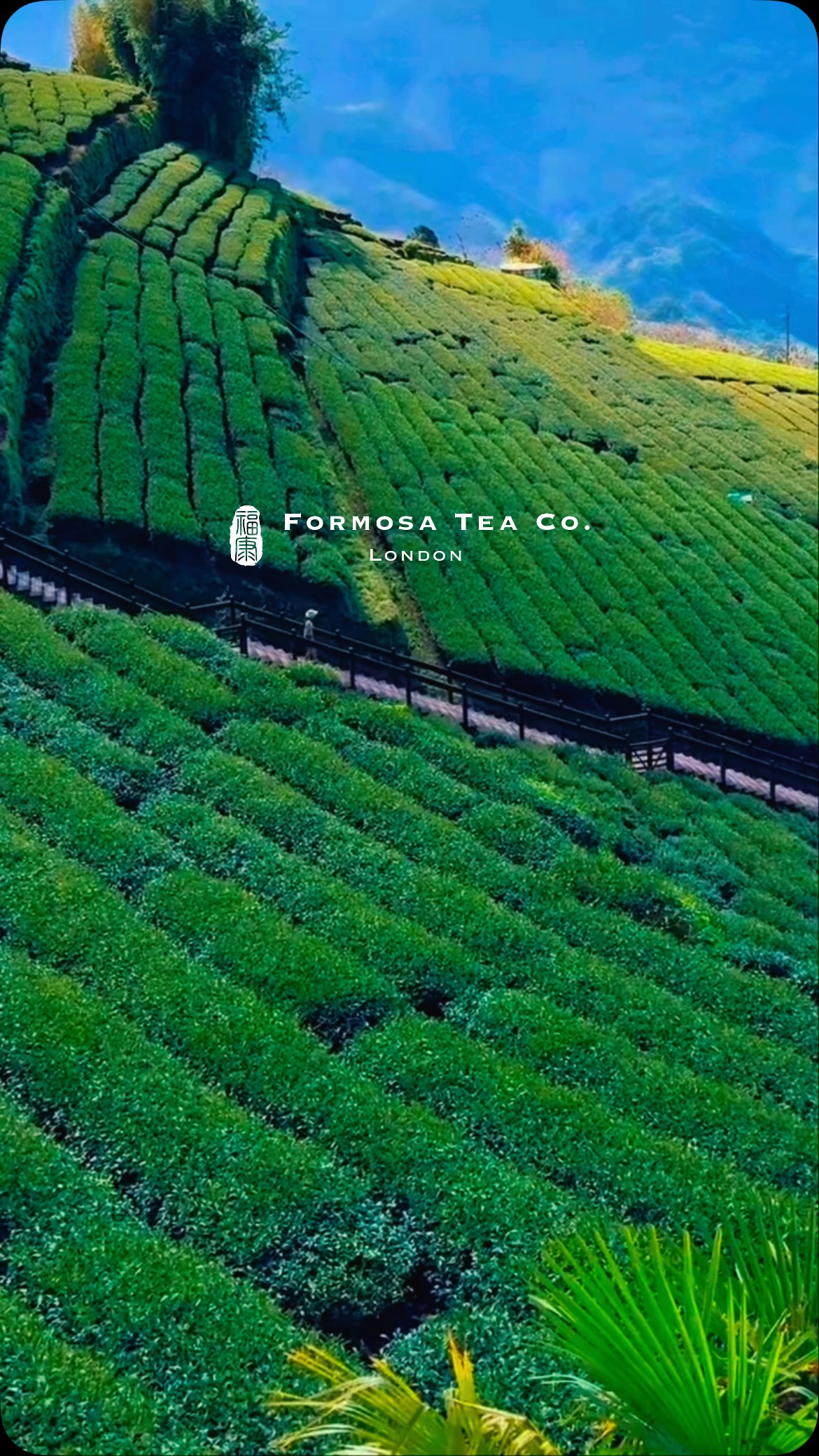 𝓛𝓲𝓿𝓮 𝔀𝓮𝓵𝓵, 𝓭𝓻𝓲𝓷𝓴 𝔀𝓮𝓵𝓵 🍵
Step into Taiwan’s finest with our artisanal single estate teas, sourced from the most prestigious terroirs. As a family-run boutique founded in 2024, we offer authentic, handcrafted selections of exceptional quality—once exclusive to insiders, now yours to enjoy. More than just tea, each cup is an invitation to slow down, savour the moment, and reconnect with yourself. In a fast-paced world, tea offers a quiet ritual of balance, mindfulness, and care—for yourself, for the planet, and for the traditions that bring us together.
We @formosatea.official are proud that every tea leaf we offer carries a story—of patience, craftsmanship, and stillness. From soil to steep, it embodies the essence of nature, reminding us that true beauty lies in the moments we choose to embrace. Slowing down isn’t a luxury—it’s an intentional way of living. Because sometimes, the most powerful movements begin with the smallest gestures.
The way of tea, the way of life.
#teainlondon #highmountainoolong #taiwan #london #oolongtea #teazen