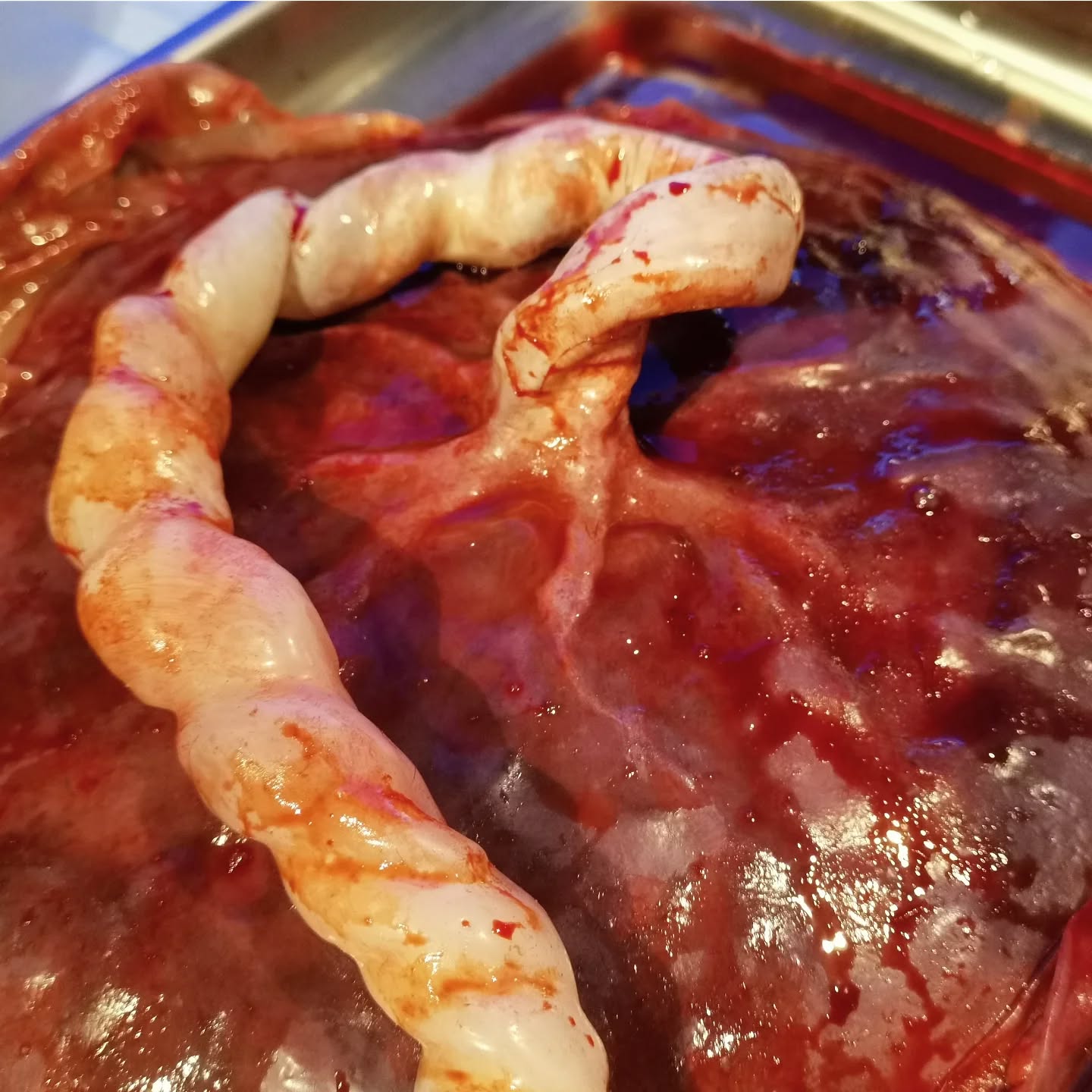 This is a (fake) placenta. Now you know how it looks like 🙃
#cinebaby #sfx #fake #placenta #pregnancy #props #prosthetics #makeupartist #specialeffects
#siliconeprosthetics #makeup #fakebody