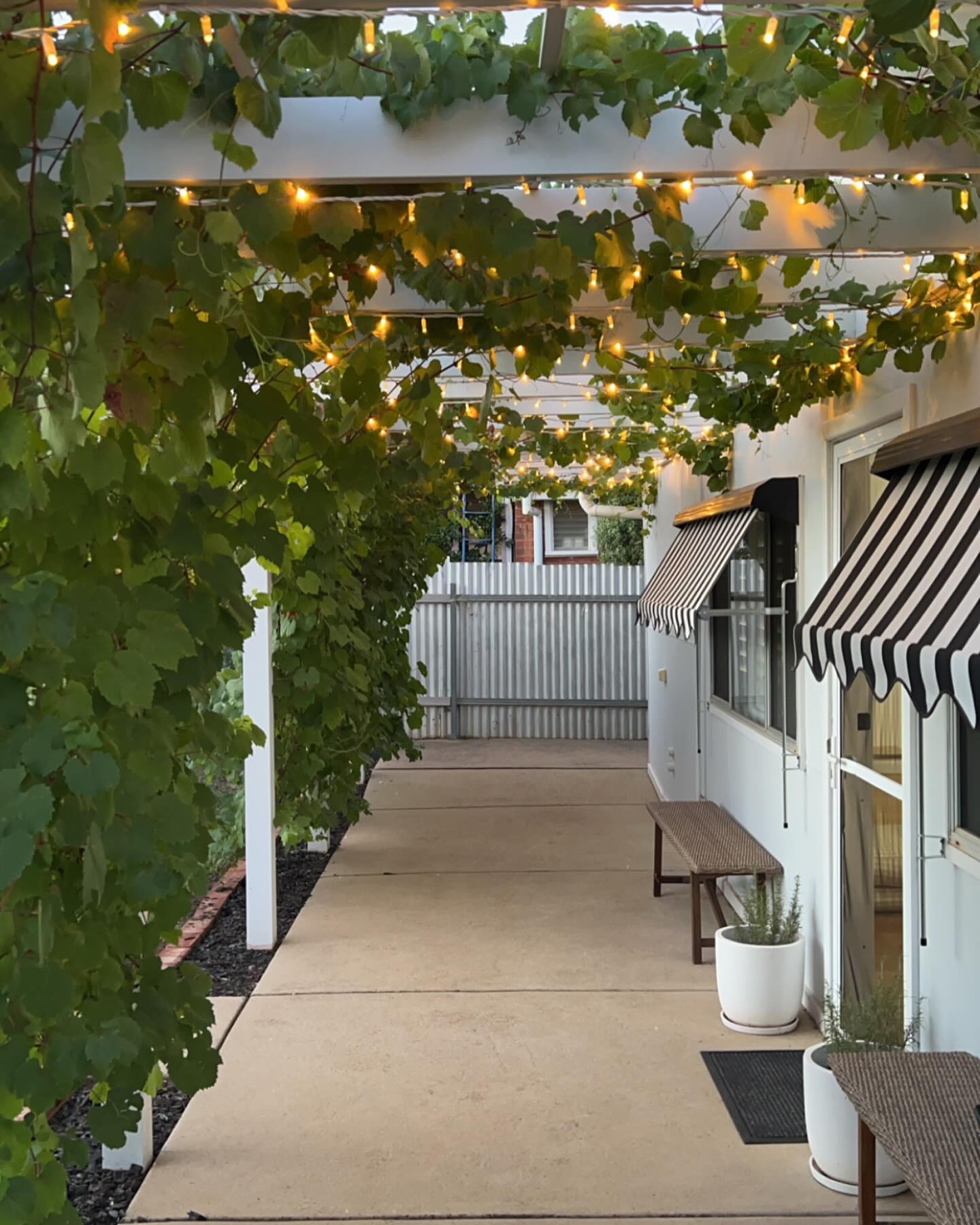 Grown from cuttings sourced locally in the Riverina, we are so proud of our hard working ornamental grapevine tirelessly providing a beautiful shaded area at the back of the cottage and keeping inside cool when the afternoon sun is at its hottest ☀️🥵. Nice work 🍇🍇🍇