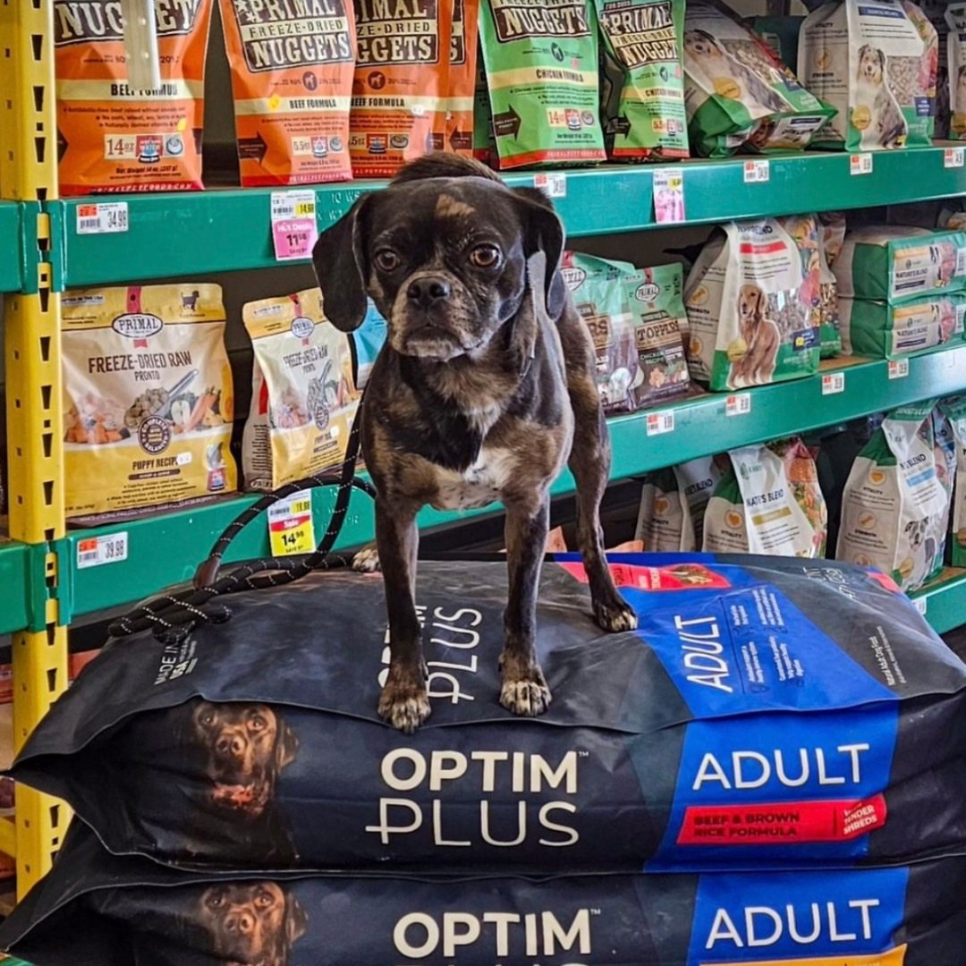 Stores like Pet Supplies Plus are a great place to work on obedience, confidence and ignoring distractions. Real-world training helps your dog stay focused, no matter what’s going on around them!
Need help with training? We offer private lessons to keep your pup on track year-round!