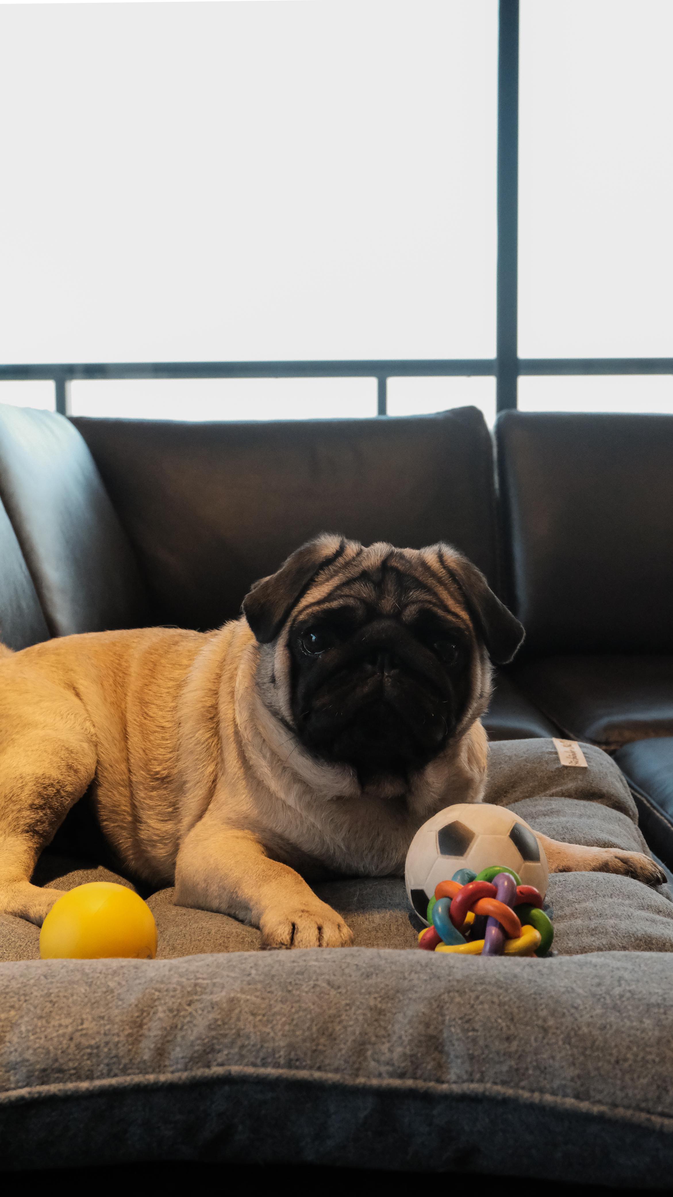 Cada projeto tem sua história, e neste, a designer de interiores @silvinavillenabyzuhause partiu de um imóvel entregue totalmente finalizado pela construtora. Sem alterar revestimentos, bancadas ou a divisão original dos ambientes, o desafio foi transformar o espaço em um lar aconchegante e funcional.
O resultado? Uma composição equilibrada que valoriza:
✨ A integração entre a sala e a cozinha;
✨ Dormitórios bem iluminados e acolhedores;
✨ Ótima circulação para garantir conforto no dia a dia.
O @estudio.franca capturou cada detalhe dessa transformação. E para finalizar o projeto com charme e funcionalidade, persianas e cortinas by @studiozuhausedecor, garantindo conforto e controle da iluminação.
Confira o resultado e inspire-se!