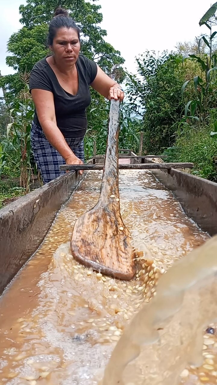 We lost a larger than life person today, (Maria) Maritza Castro. She passed away at home at 6 pm Nicaragua time. It seems she was never correctly diagnosed, despite going to public and private hospitals to try to solve her medical problems.
This loss is devastating for her husband, Francisco Javier, their children, and the whole Gold Mountain family.
If you didn’t know her, Maritza was always laughing yet serious when it came time to putting men or anyone in their place in a machista society. She washed and picked and sorted and depulped coffee herself… and owned her own land. Her microlots—including the 2025 harvest she almost finished herself despite her illness—are some of the most perfectly-ripe ones we have ever seen, including incredible carbonic macerations that have traveled to the US, Europe, Middle East and Asia. She never complained, loved visitors and exemplified hard work, feminism and courage.
🔗 If you’d like to be in touch or support her family, reach out to us at the link in our profile or by phone or email. 🔗
#greencoffee #specialtycoffee #nicaragua #naturalprocess #honeyprocess #thirdwavecoffee #coffeesourcing #maracaturra #goldenbeannorthamerica #directtrade #directtradecoffee #qualitycontrol #coffeeprocessing #sustainablecoffee #biodynamiccoffee #coffeeprocessing #asmr #coffeesorting #coffeeroasting #coffeefarm #sampleroasting #goldmtncoffee #besocialbegold #coffeefermentation #carbonicmacerationcoffee #nicaraguancoffee #fightingpoverty #washedprocess #goldenbeannorthamerica @goldenbean.northamerica