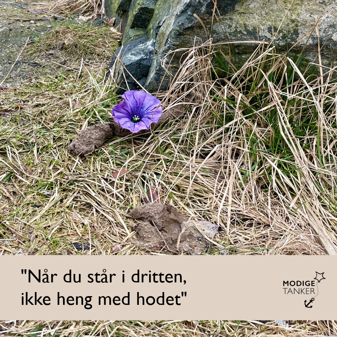 "Når du står i dritten, ikke heng med hodet"
Kom over dette eksemplariske eksempelet på akkurat det i dag på turen min...
Ville ta bilde av blomsten og ønske våren velkommen, men da jeg så dritten gikk jeg videre.
Jeg klarte ikke å få "bildet" ut av hodet, så jeg snudde og tok bilde likevel. 🤭
Slik som verden er nå tror jeg det er veldig lurt å gjøre alt vi kan for å ikke å henge med hodet. 🫶