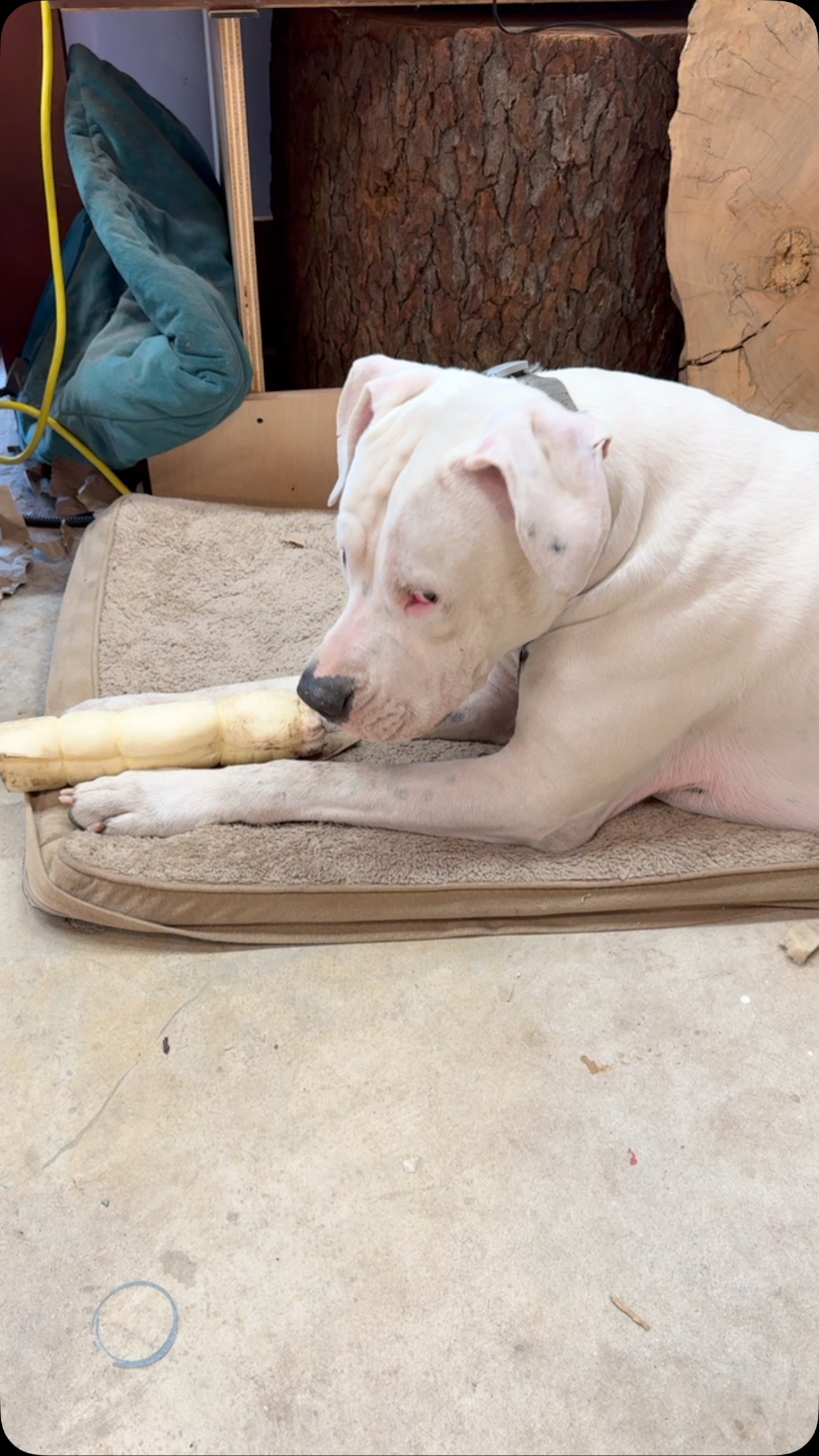 Bear came by for a visit. Doesn’t get much cuter than that face. New arrivals this week… A big old load of Walnut!