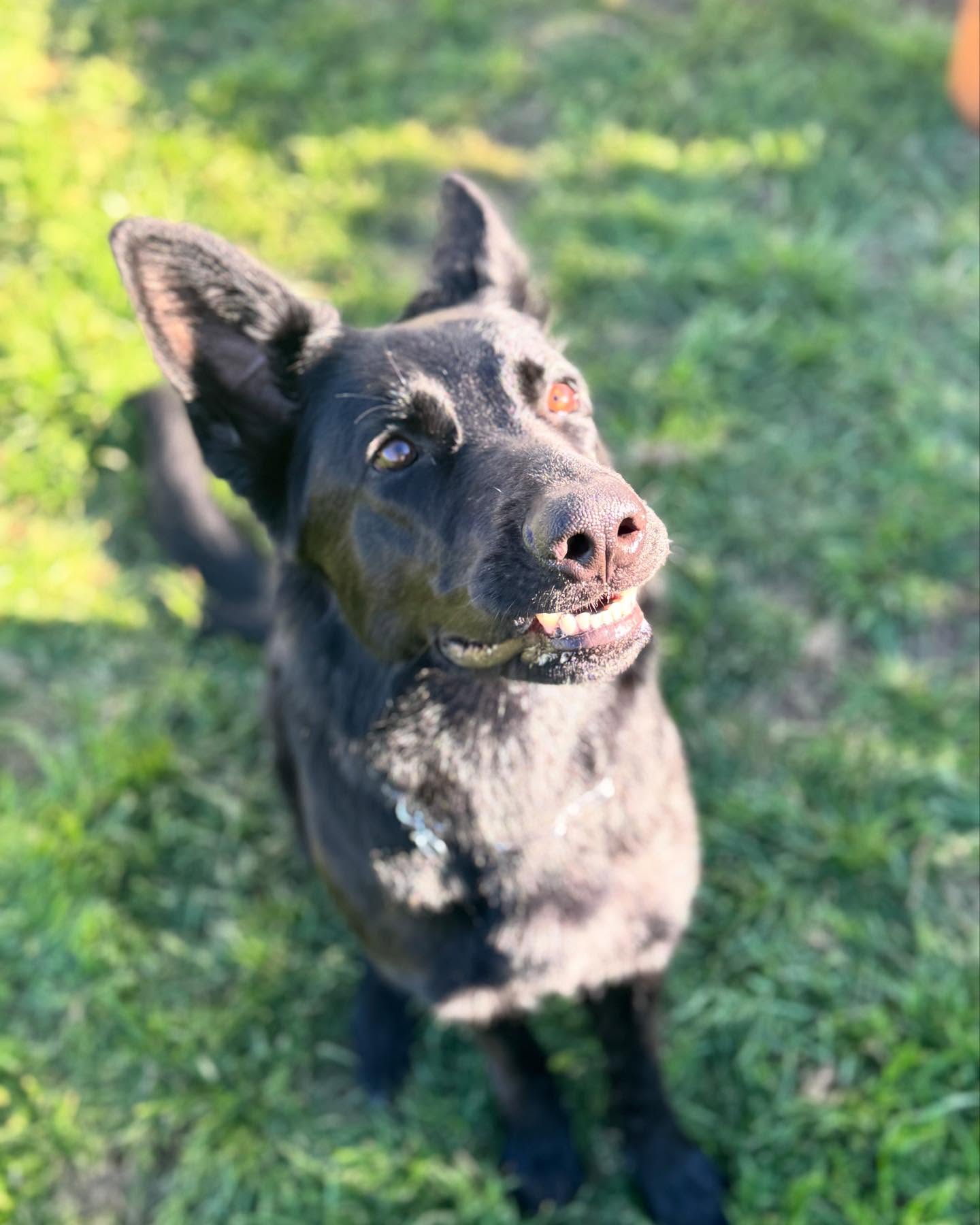 It’s been an eventful week with these guys & gals. Perfect weather to get outside and train! ☀️Have you taken your pups out?
We offer
• Board & Trains
• Puppy Training
• Advanced Obedience
• Behavior Modification
• Private Lessons
• Veteran / First-
Responder Discounts
🌐www.xcaliberk9.com
📞830-465-4100