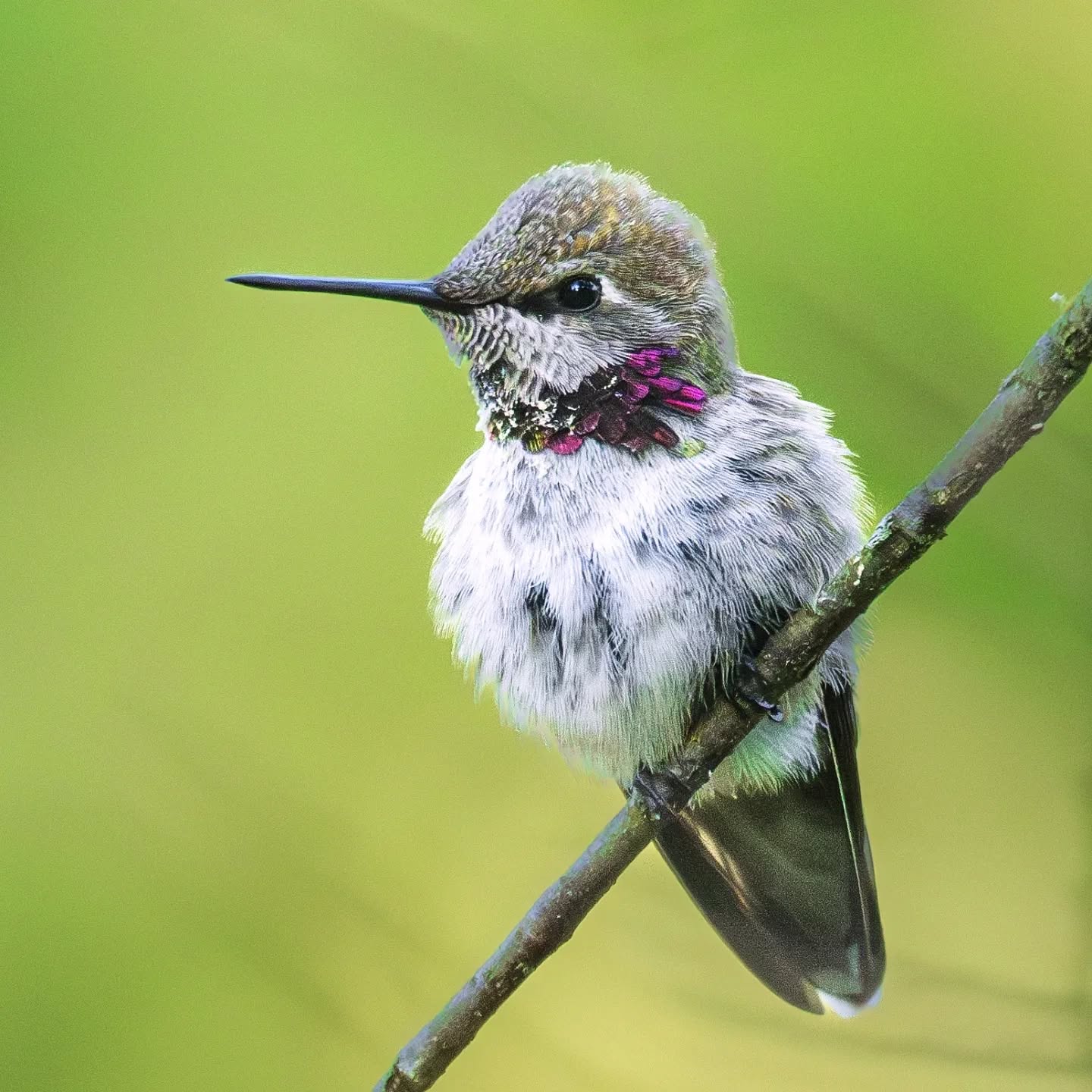 "Though you're no bigger than my thumb ...than my thumb.. "
Anna's hummingbird
@natgeo @awesome.earth #bird # bird @fantastic_earth #follow #followme #magicpict #pro_ig #photooftheday #ig_exquisite @instagramĀ #beautiful #happy #love @natgeocreativeĀ #nikon #nikonaustralia #nikonasia #nature #natgeoyourshot #antipodeanadventures #colour #wildernessculture #natgeotravelĀ #water @australia @visitnsw #fly #bird #blue #superbĀ #greenĀ @nikonaustralia #MyNikonLife