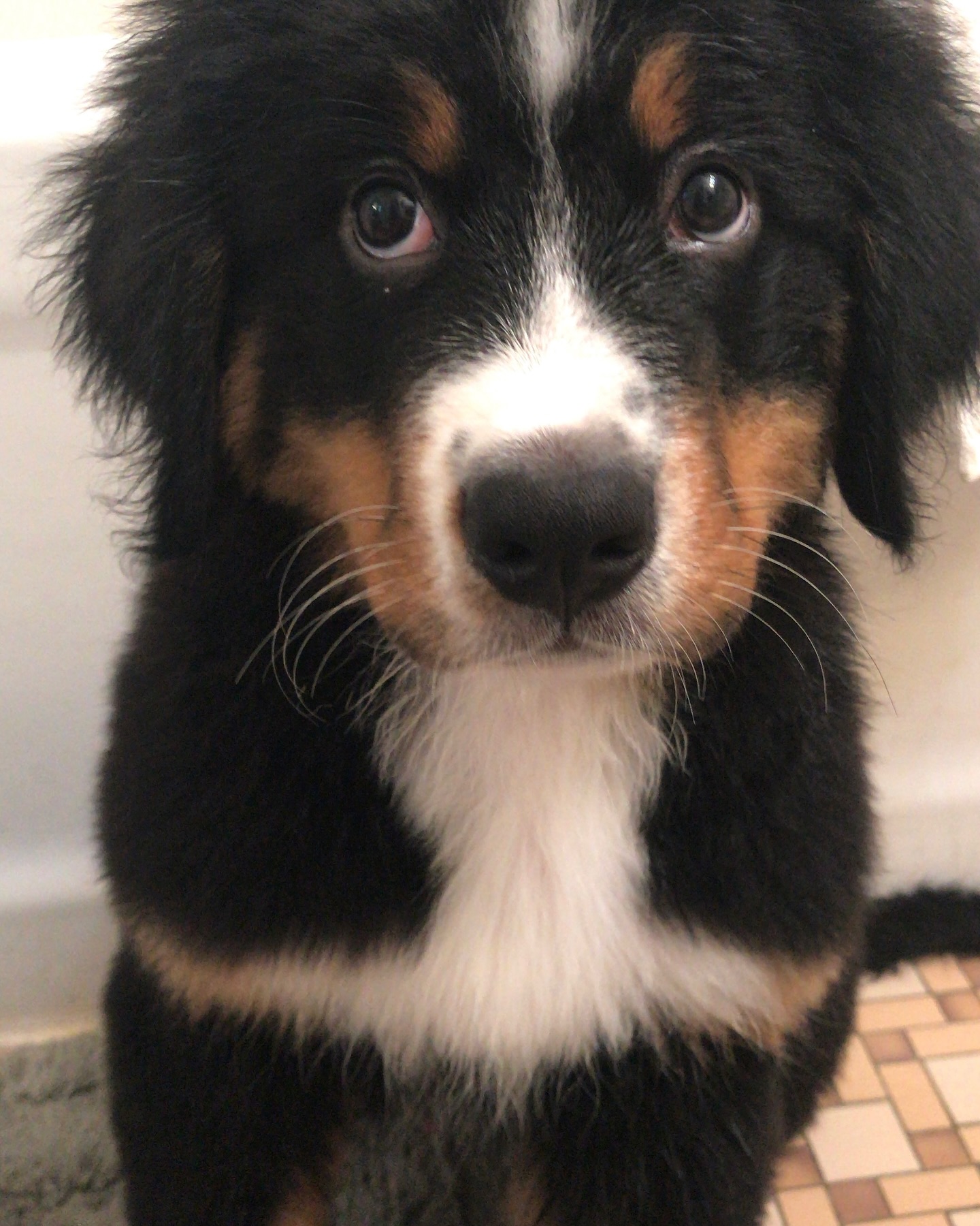 Last week, Ernie did something that I’ve never experienced as a pet owner. We were about 2 hours into a 3 hour road trip, and all of a sudden I heard a small plbbbtt sound. Thinking it was the baby in the back seat, I reached behind me to check on her, but she was soundly sleeping. Then, a horrible smell reached me. 😦
Ernie had pooped ALL over the 3rd row of our vehicle, and all over poor Bert! 😳
We were 15 miles from the nearest gas station so we rode in the stink and game-planned how we were possibly going to triage this situation. It was dark, end of February, northern Wisconsin, about 5 degrees outside. COLD. And our car was packed to the brim with gear for our weekend.
When we pulled over, we bought some paper towels and Clorox wipes from the gas station, unloaded the car, and inspected the damage to the back seat. And oh was there damage! 😱 Luckily we had emergency dog leashes in the center console, so we hooked the boys up and Clorox-wiped the diarrhea off them as best we could. Then we attempted to wipe up the seats (and floor mats, and seat belts, and buckles, and cup holders…) as best we could before getting too cold. A golf umbrella that had been sitting on the floor ended up in the gas station trash, completely unsalvageable 🤢
We made it to our destination in our stinky car, got Ernie some meds, and let it sit in the cold outside overnight. When we finally mustered up the courage to examine it in daylight, we used plenty of Nature’s Miracle to make it habitable for the 3 hour drive home. We took the vehicle to get detailed ASAP, and now it’s better than before with no residual poo smell! ($300 later…)
Has this ever happened to you?! 💩
#ernieoftheday