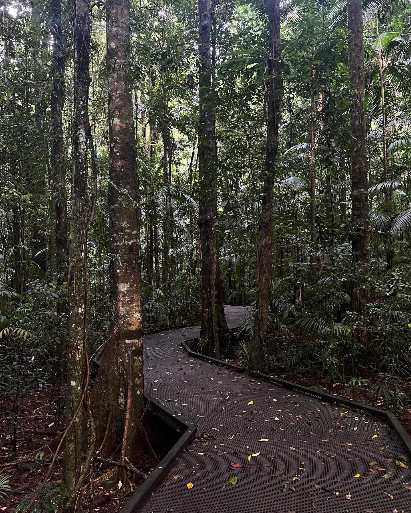 Walk in the rainforest 🌳 Discovered “Padamelons” which are essentially a mix between a rat and a kangaroo 🦘X 🐀 — so strange
