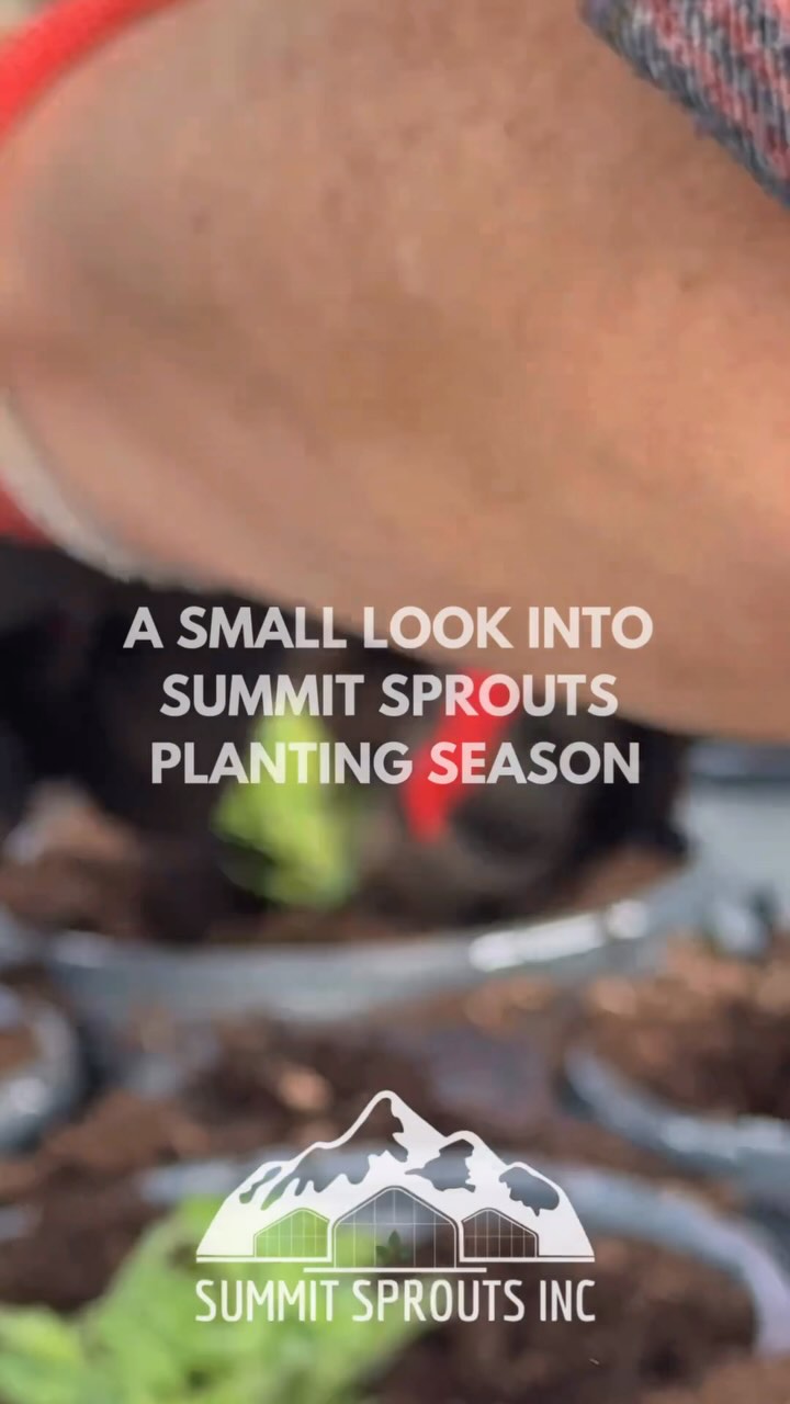 The soil is prepped, the seeds are sown, and planting season is officially underway at Summit Sprouts! Our team has been working hard planting & watering to prepare some amazing plants for our incredible customers..with a little extra paw-sitive encouragement from our four-legged team members.(and occasional dirt tasting)😉 We can’t wait to see you all this Spring! Let’s grow together!🌱
#summitsprouts #localbusiness #planting #teamwork #nursery #hayden #idaho