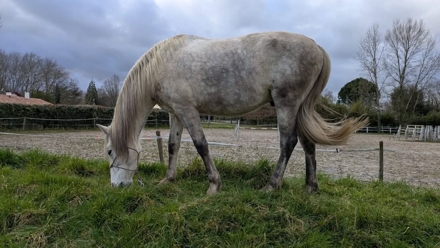🩶
#equifeel #equitation #equitationbienveillante #equitology #equitationnaturelle #equicoaching #cheval #chevaux #horse #horsemanship
Photo courtesy by @marie.cl7 😘
