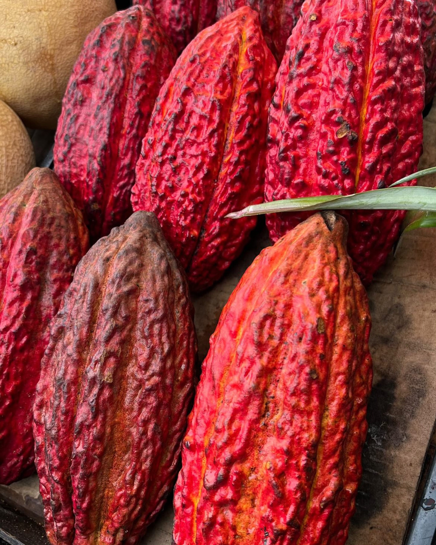 Shea statt Kakao? Warum viele Chocolatiers umsteigen – und warum wir nicht betroffen sind!
Wegen Ernteausfällen in Ghana und anderen westafrikanischen Ländern greifen viele Schokoladenhersteller jetzt auf Shea-Butter als Ersatz für Kakaobutter zurück. Doch was bedeutet das für die Qualität? Shea verändert nicht nur die Konsistenz, sondern auch das Geschmackserlebnis von Schokolade – ein Unterschied, den echte Kenner sofort bemerken.
Wir sind davon nicht betroffen!
Unser Kakao stammt aus Ecuador, einem Land, das nicht so stark von den massiven Ernteausfällen betroffen ist. Dank nachhaltiger Agroforstsysteme bleibt die Produktion stabil, und wir können Kakao in sämtlichen Variationenanbieten:
✔️ Kakaobohnen
✔️ Kakaomasse
✔️ Kakaobutter
✔️ Kakaonibs
✔️ Kakao für Zeremonien
𝗕𝟮𝗕 – 𝗩𝗲𝗿𝗳ü𝗴𝗯𝗮𝗿 𝗶𝗻 𝗮𝗹𝗹𝗲𝗻 𝗠𝗲𝗻𝗴𝗲𝗻!
Ob kleine Manufaktur oder industrielle Produktion – wir liefern, was Du brauchst. Direkt aus Ecuador, ohne Zwischenhändler, in erstklassiger Qualität.
📩 Schreib uns für Dein individuelles Angebot!
#Kakaobutter #EcuadorKakao #LaChocolatera #B2B #DirectTrade #Schokolade #KakaoMagie