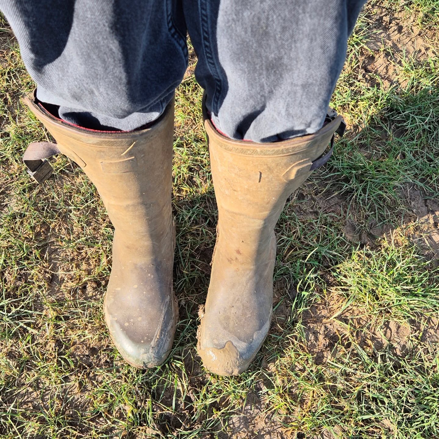 Anyone else looking forward to ditching these for a while? 🙋♀️
Once the weather has dried up we will plan some paddock maintenance to help make the grass all green again ☀️🌱.
But for a first year grass ley, we are very pleased how well the grass is doing.
Bring on summer 🌞
#dogtraining #dogfield #BestInFieldEwen #securedogfield #dogwalking