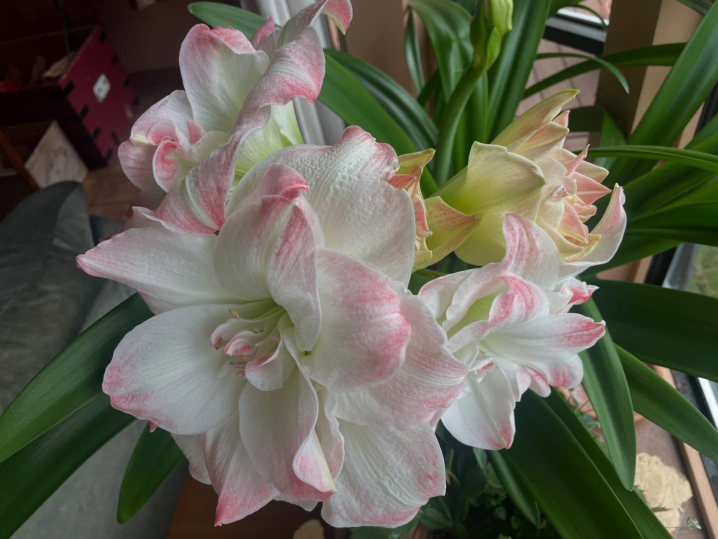 Apple blossom super bloom. Next up...