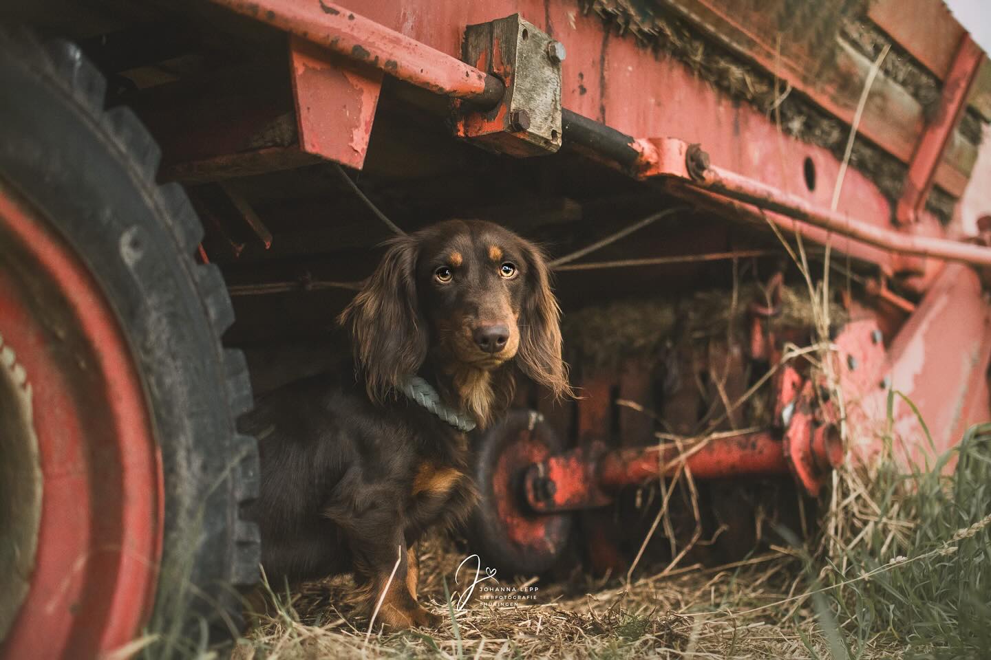 FREDDY
Für mich geht’s jetzt in den Nachtdienst - vielleicht auch gut so, damit die Augen mal wieder vom Rechner weg kommen 🙈
Bin sehr froh, dass es gerade nicht sehr viele Bilder zu bearbeiten gibt, so hab ich Zeit die Festplatten zu sortieren, dass Jahr ein bisschen zu planen und die Homepage zu aktualisieren. 💻 Der Winter hatte mich auf alle Fälle voll im Griff 😅🙈
•
📧 info@tierfotografie-thueringen.de
💻 www.tierfotografie-thueringen.de
#hundefotografie #tierfotografie #thüringen #dackel #dackelofinstagram #dackelliebe