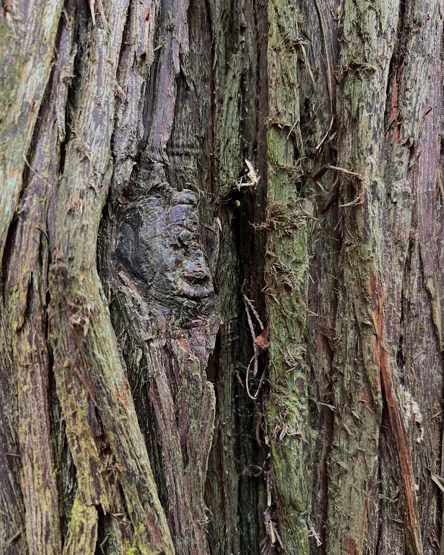 When you call upon Spirit, the answer always comes.
This morning, I awoke with an undeniable pull to connect with my ancestors. Trusting this feeling, I got into my car and asked Spirit to guide my path. Without questioning, I followed, allowing the unseen to lead me. Twenty minutes later, I arrived at the forest.
I stood at the threshold of the trees and offered my prayer: Show me the one who will help me realign, the one who holds the wisdom I seek.
With each step, I felt the energy shifting, drawing me deeper into the woods. Then, I saw it—a towering, majestic tree standing with such presence that my soul recognized it instantly. As I pressed my hands and forehead against its ancient body, a wave of energy surged through me. It was as if I was dissolving, merging, remembering. The tree and I were one, and in that moment, I received the sacred knowing I had come for.
When I finally opened my eyes, I noticed within the bark, a face gazed back at me—a totem animal.
Even after all these years, Spirit never ceases to humble me. The dance between the seen and unseen, between our hearts and the heartbeat of Mother Earth, is ever-present, ever-guiding.
Spirit always answers. And nature, in her infinite wisdom, always seeks to restore balance.
#divineguidance #sacredconnection #ancestorsspeak #spiritwalk #spiritguides #forest #naturewisdom #raiseyourfrequency #britishcolumbia #trees #mothernature