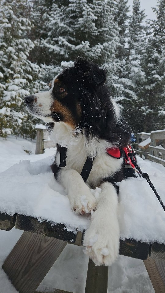 Sortir l'asticot 🐕🦺🚨