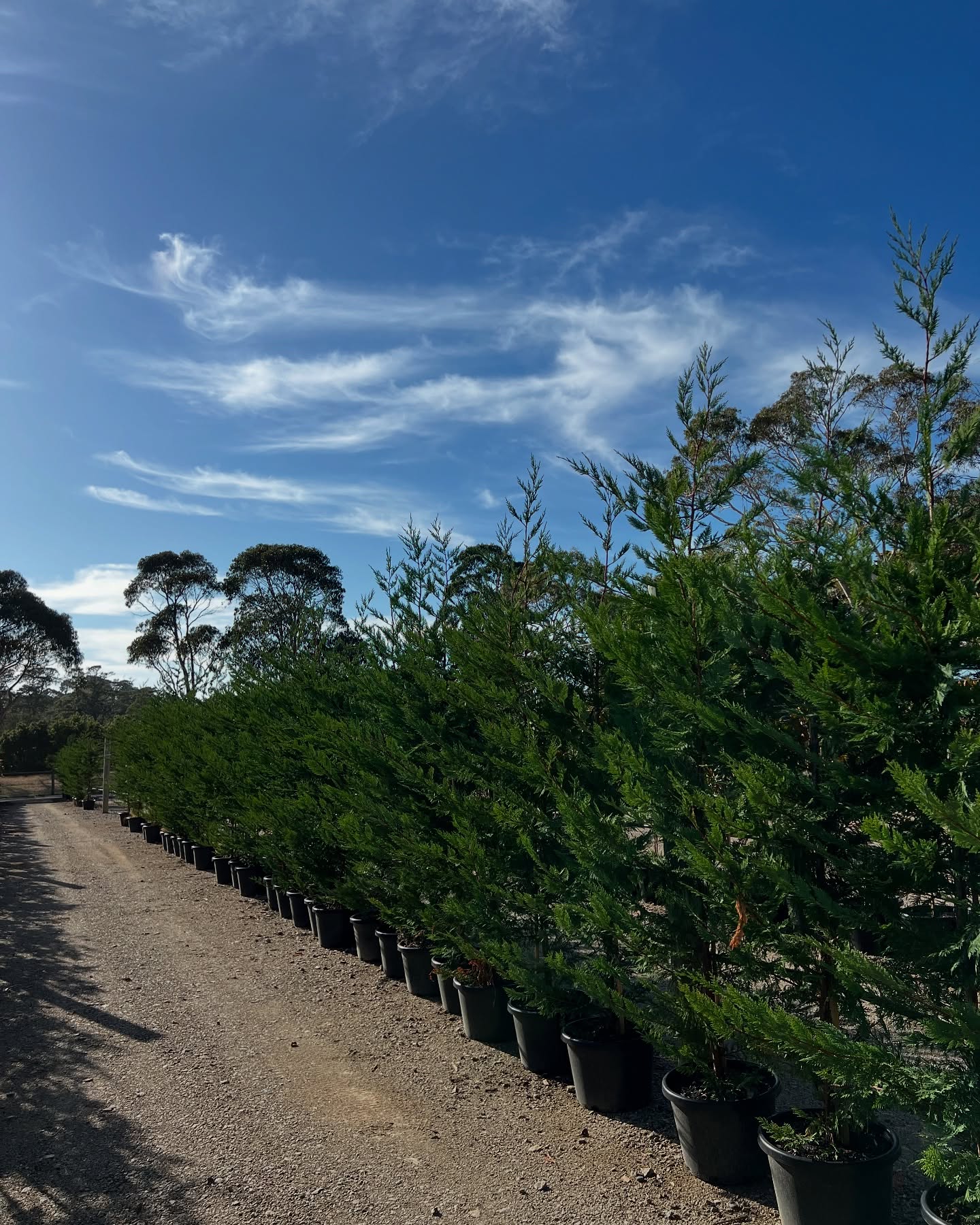 These Leighton Greens, Ficus Flash and Tristaniopsis are all looking amazing up on our advanced tree line 🤩 we’ve been working hard on our production to get these babies ready!
Don’t forget we’ll be at Trade Day this Tuesday 4th of March. You can place your forward orders today and collect them on the day.
Just send us an email at bundameermanager@gmail.com or place your order through our Evergreen Connect portal 🌱💚✅🚚
.
.
.
.
#wholesaleplants #australianlandscape #landscapegardening #morningtonpeninsula