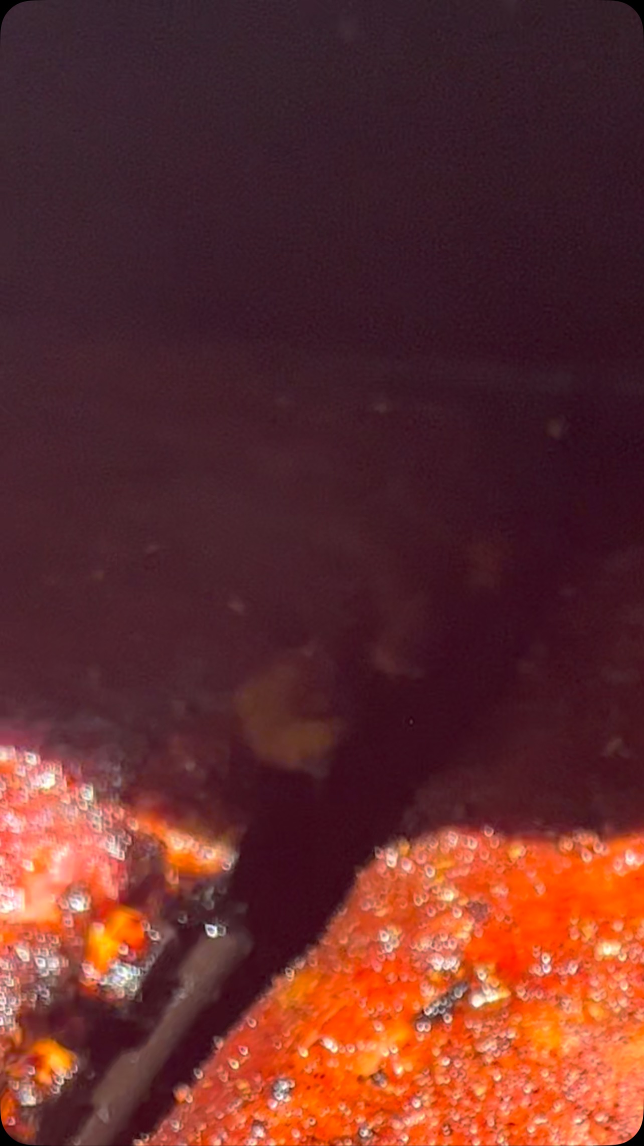 Click the Link here to order for this weekend https://www.montgomeryskitchen.com/order-online