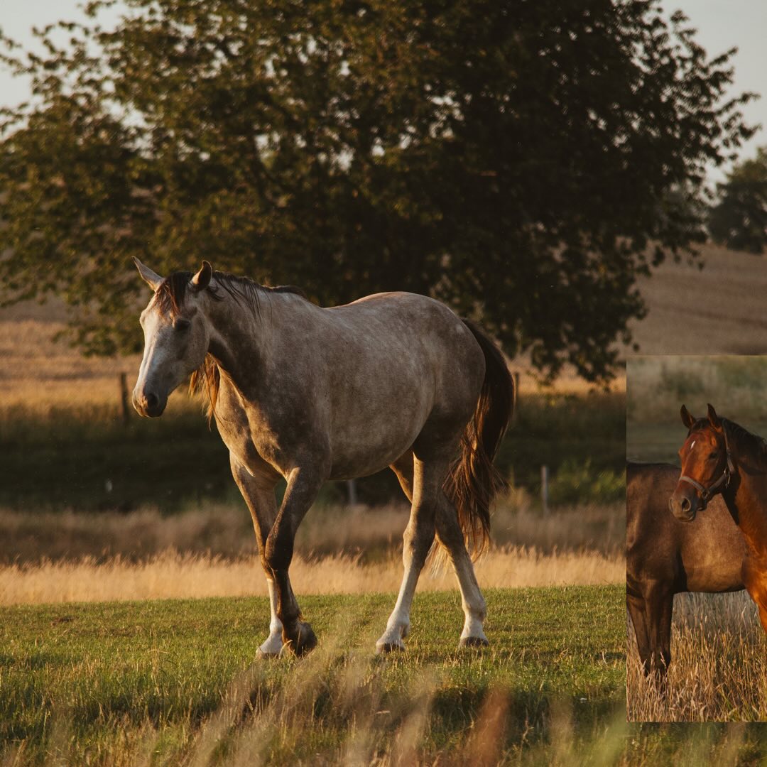 RÜGEN
Ich freu mich schon so sehr auf den August und die Sommerabende auf der Koppel ☺️🧡
•
Du hast noch Fragen oder möchtest direkt ein Shooting buchen? Meld dich gern 🌸
📧 info@tierfotografie-thueringen.de
💻 www.tierfotografie-thueringen.de
#pferde #pferdeschönheiten #tierfotografie #rügen #altkamp #koppel #koppelleben