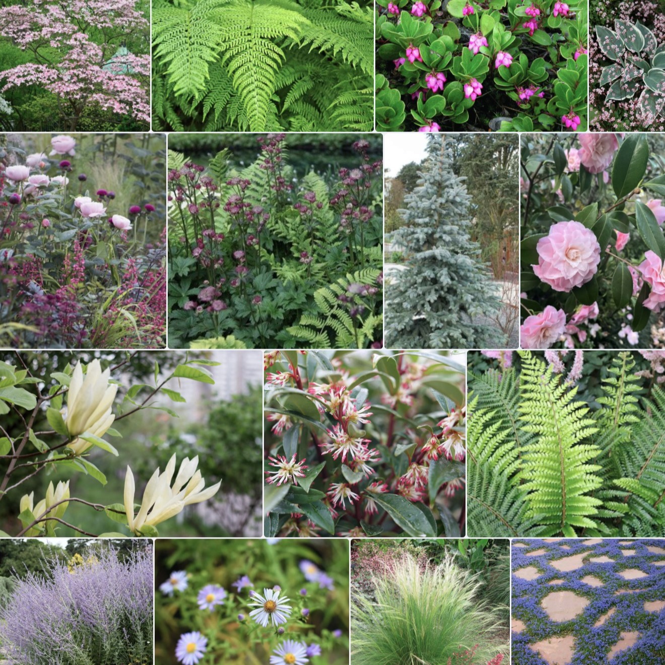 Plants with winter interest are often requested by clients. With this request, we add in lots of winter bloomers, evergreen foliage, and autumn color. Still we don't remove perennials and grasses, instead educating that perennials and grasses can be left to provide interest and habitat through the winter. Don't cut these back in fall but let the forms remain through winter and cut back in spring.
.
.
.
.
#landscape #landscapedesign #landscapearchitecture #foliage #plantslover #plantsmakemehappy #design #garden #pinks #greens #texture #winterinterest #pnw #portland #oregon #familybusiness #smallbusiness #supportlocalbusiness