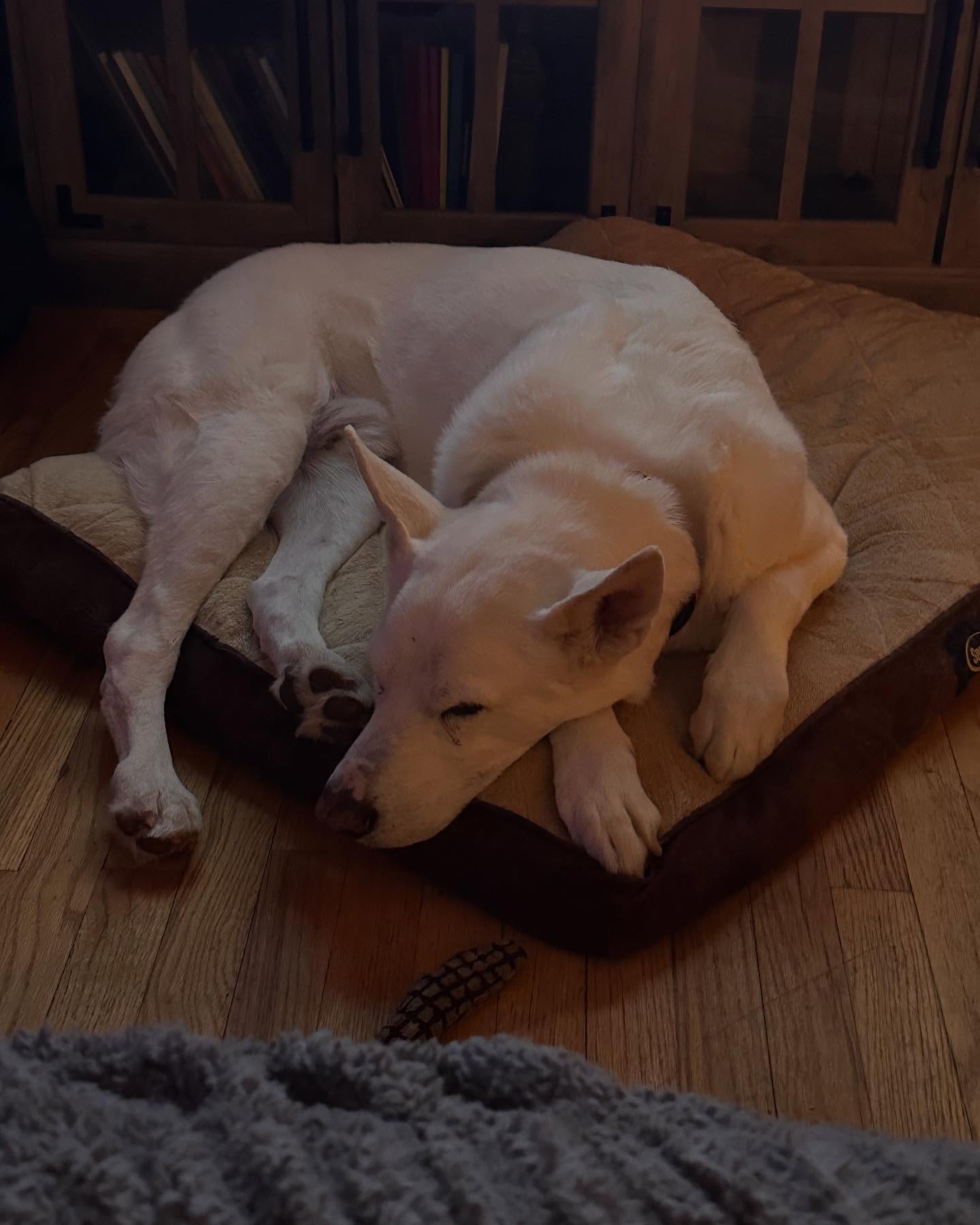 We are sad to hear that Sam passed away yesterday. He was such a loving dog and always enjoyed his time with the other dogs even if he couldn’t always keep up with them. RIP Sam we love you.