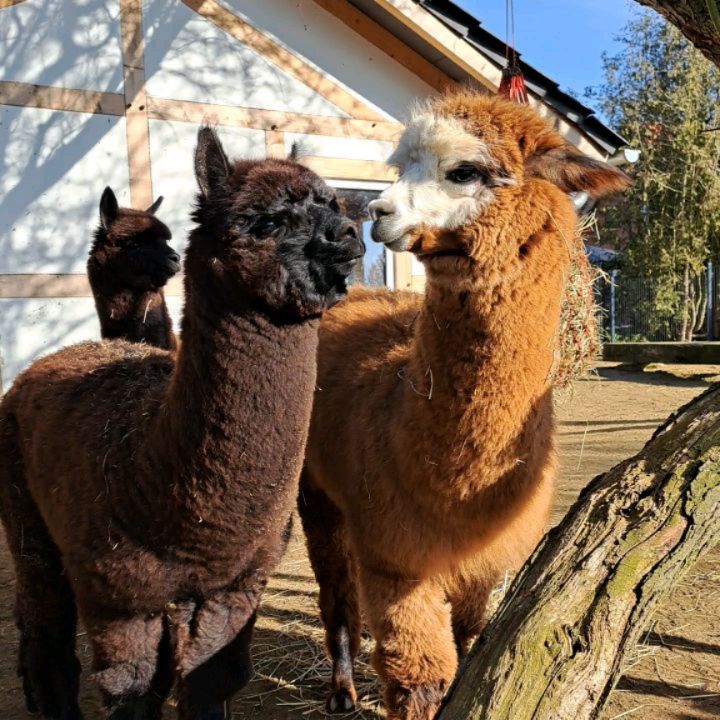 Was es da wohl zu besprechen gibt? 🥰 Das wird wohl ein Geheimnis bleiben. Auf jeden Fall genießen die Kleinen das schöne Wetter. 🌞