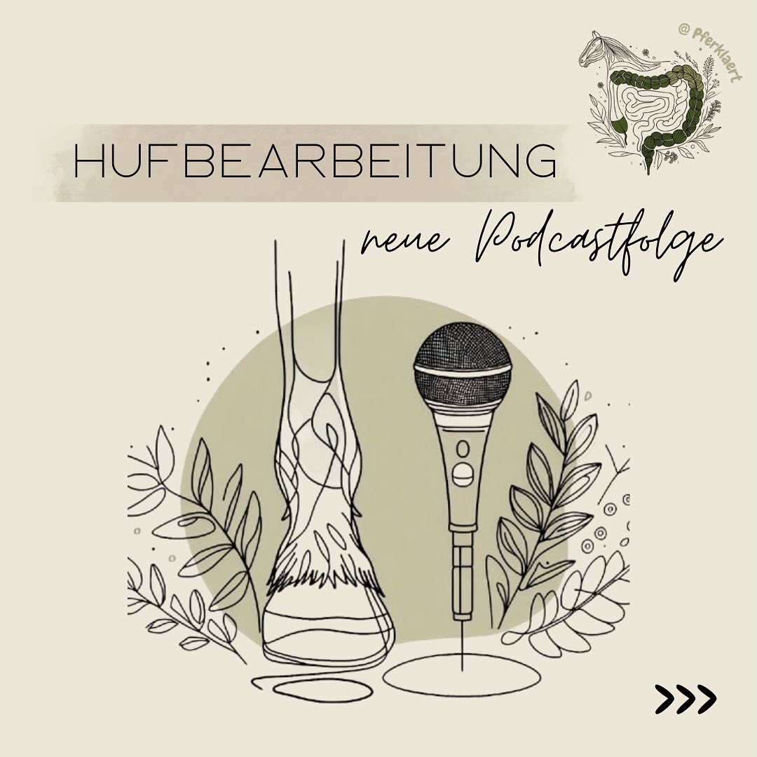 Ein guter Huf ist die halbe Miete – aber woran erkennt man eigentlich, ob die Hufe eines Pferdes wirklich gesund sind? Und noch wichtiger: Wie findet man einen kompetenten Hufschmied?
In der neuen Podcastfolge: „014 Gesunde Hufe = glückliches Pferd - der kleine Huf-Guide für Pferdebesitzer“ sprechen wir mit @emily.j.l (orthopädische Huf-Heilpraktikerin), worauf es ankommt.
Gemeinsam klären wir:
👉🏻Welche Merkmale ein gesunder Huf haben sollte
👉🏻Häufige Probleme wie Strahlfäule & Co. – und was man dagegen tun kann
👉🏻Worauf du bei der Wahl eines Hufschmieds unbedingt achten solltest
Hör jetzt rein! Den Link 📎 zur neuen Folge findest du in der Bio. Folge uns auf Spotify, um keine Folge mehr zu verpassen 📲 und lass gerne eine Bewertung da ⭐️
Hier eine kleine Checkliste zur Beurteilung der Hufe deines Pferdes aus der neuen Folge 🎙️
1. Von außen: Frontalansicht
Ist die Hufkapsel links und rechts gleichmäßig?
Wird der Huf von oben nach unten breiter oder bleibt er gerade?
Siehst du horizontale Rillen an der Hufkapsel? (Achtung: Kann auf Stoffwechselprobleme oder Überlastung hinweisen)
Sind beide Hufe gleich hoch? (Ein Höhenunterschied kann auf ungleiche Belastung hinweisen)
2. Von außen: Seitenprofil
Sind die Zehen eher kurz (steiler Huf) oder lang (flacher Huf)?
Verläuft der Kronrand gleichmäßig zur Zehe hin oder siehst du Unebenheiten?
Ist die Stellung des Pferdes normal oder zeigt es eine Schiefe (z. B. Skispringer-/ Schaukelpferd-Haltung)?
3. Von unten: Sohle
Siehst du vor der Strahlspitze eine kleine Kuhle oder Wölbung?
Ist die weiße Linie tief oder verbreitert? (Hinweis auf Hufprobleme)
4. Von unten: Zehe/Tragrand
Ist die Hufkapsel rund oder spitz-oval?
Ist der Tragrand gleichmäßig oder gibt es Stellen, an denen er ausbricht?
5. Von unten: Ballen & Strahl
Sind die Ballen gleichmäßig oder siehst du Risse?
Wirken die Strukturen entspannt oder gezerrt?
Gibt es Risse vom Strahl bis zur Fesselbeuge?
⬇️in den Kommentaren geht es weiter⬇️