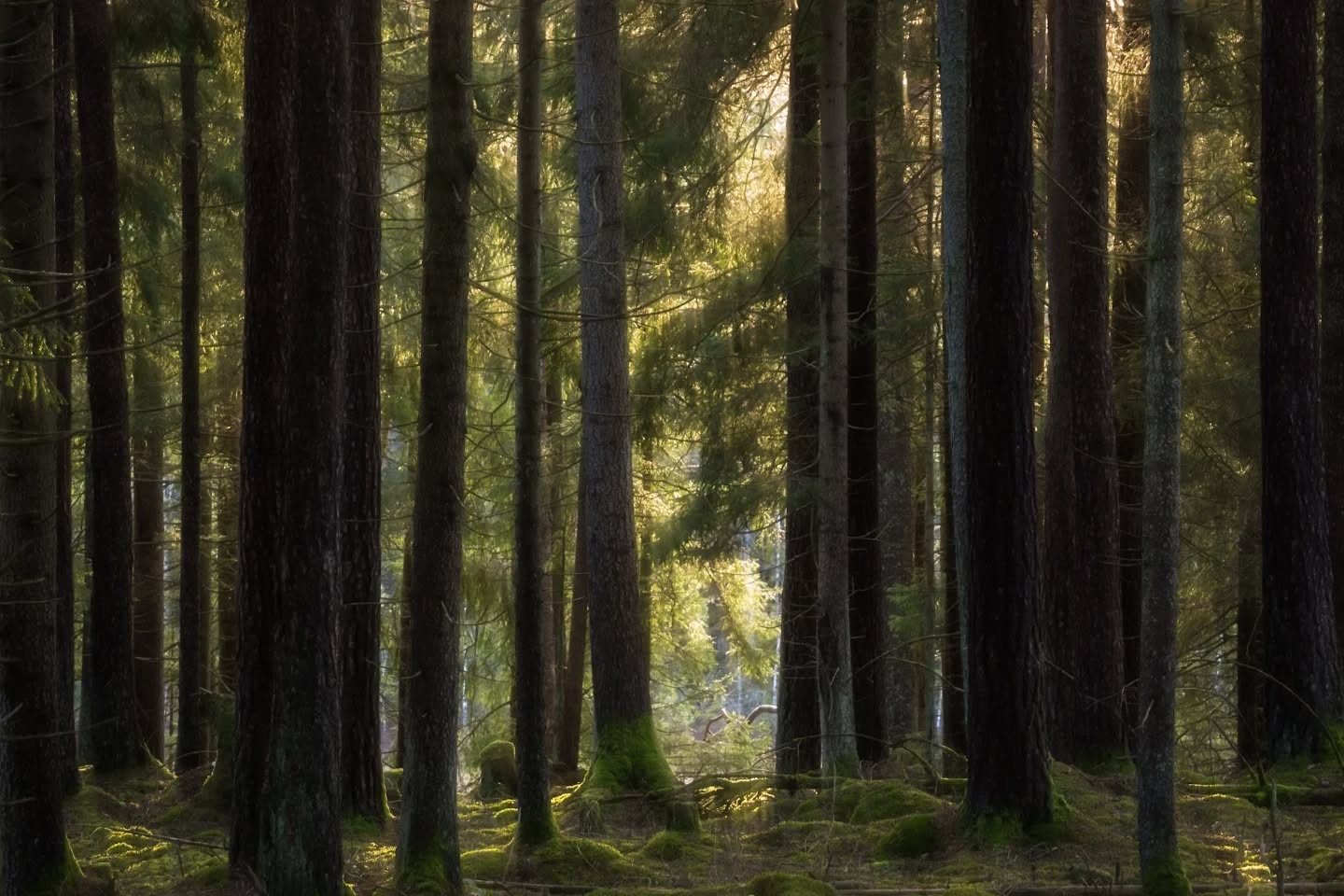 There is still hope, or..
#innature
#innaturephotos
#stillhope
#forestmood
#forestfeeling