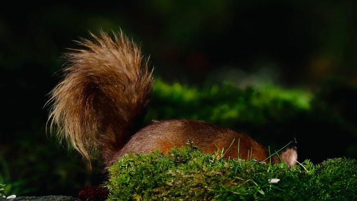 Red Squirrels of the Glens šæļø Yesterday after presenting a photo talk and judging the Northern Ireland Ornithologists Clubās annual photo contest, I went to photograph squirrels in a hide in the Glens of Antrim. This little squirrel made regular appearances. With bright sunlight most of the day, I opted to underexpose, creating moodier images. Which is your favourite? Thanks Anne at @mullartsapartments for letting us use your hide!
#redsquirrel #squirrelsofinstagram #glensofantrim #northernireland #nioc #squirrelwatching #wildlifelovers #wildlifeperfection #lowkey #naturelover #saveoursquirrels #nativewildlife #autumnwatch #loveireland #wildireland #irelandtravel #hiddengems #loveireland #closetonature