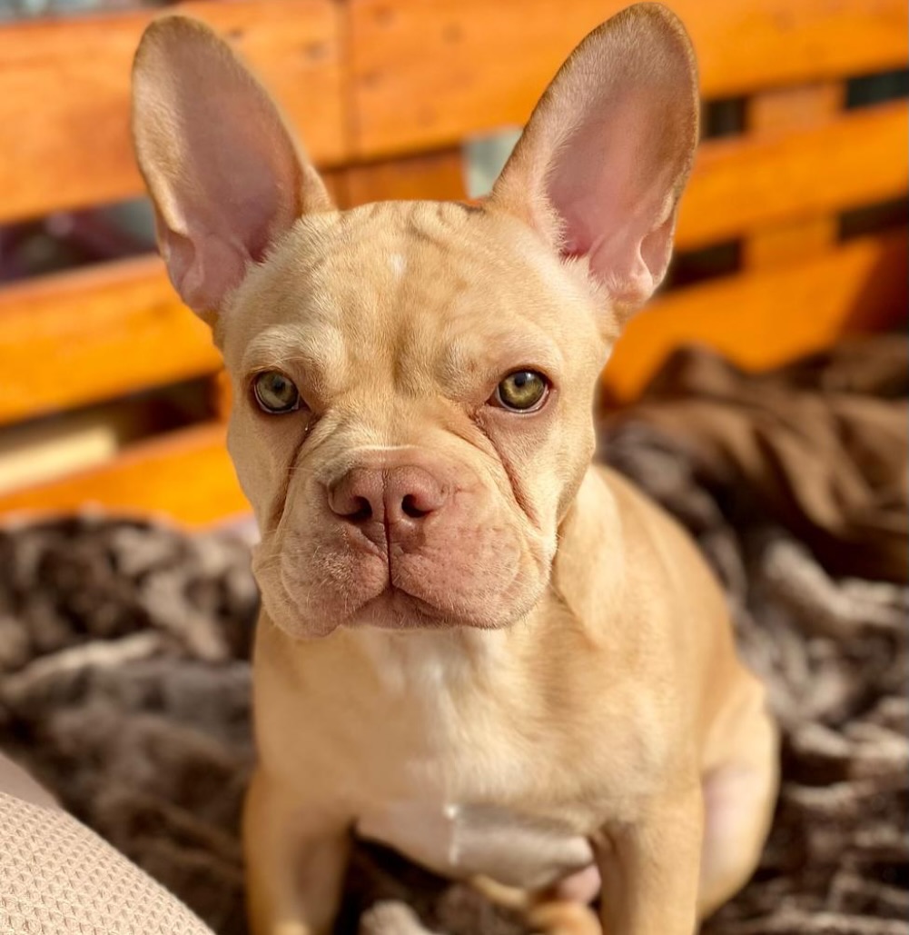 Jam entwickelt sich zu einem prächtigen Kerl. 😍 Wie goldig er einfach ist. 🤩 Genauso süss wie Quitten-Marmelade 🥹.
#Nachzucht
#AlphaBully #sportlichebulldogge #französischebulldoggen #bulldoggswithnoses #bullymitnase #healthyfrenchie #frenchiesofinstagram #sportlichefrenchies #nasenbär #retrofrenchie #französischebulldogge #französischebulldoggedeutschland #französischebulldoggeschweiz #bullysmitnase #frenchiebreeder #bulldoggezüchter