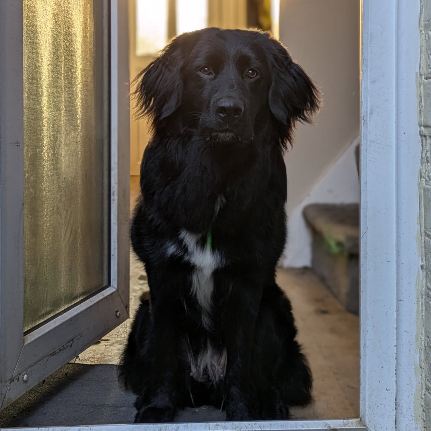 Happy Birthday to my gorgeous girl Esme!!
A whole year old already 🥹
We had a meet up with @scratch_and_sniff whom we are so lucky to be friends with!
Then a party at the Sausages, concluding in STAKE and cuddles.
Here's to many happy returns my love.