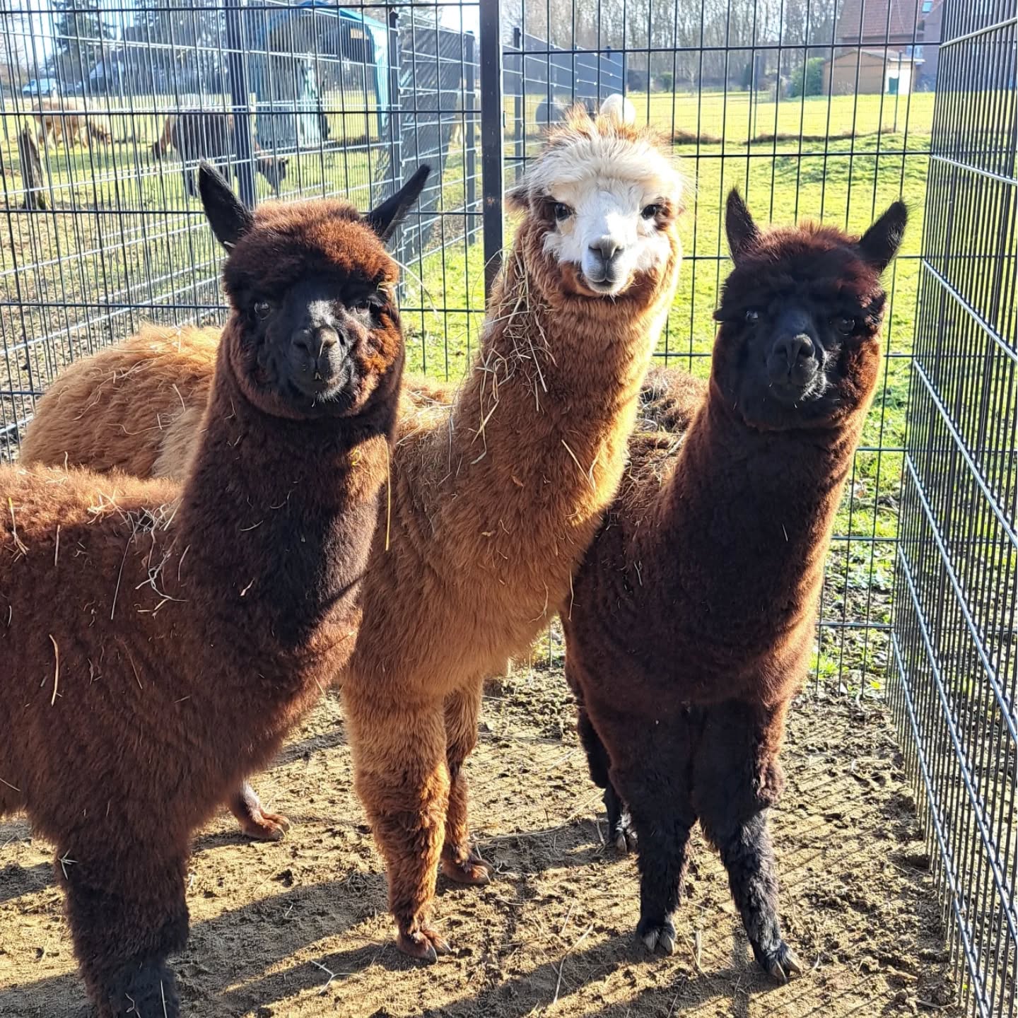 Unser Kleiner hat heute zwei neue Kumpels bekommen. Henri und Monte sind eingezogen und machen unsere kleine Boyband komplett. Da fällt es Anubis auch etwas einfacher, dass er sich nun von Mama Ronja lösen muss. Bestimmt flitzen die Drei morgen schon zusammen über die Wiese. Heute mussten die Beiden sich erstmal von der Anreise erholen. Herzlich Willkommen, Henri und Monte.
