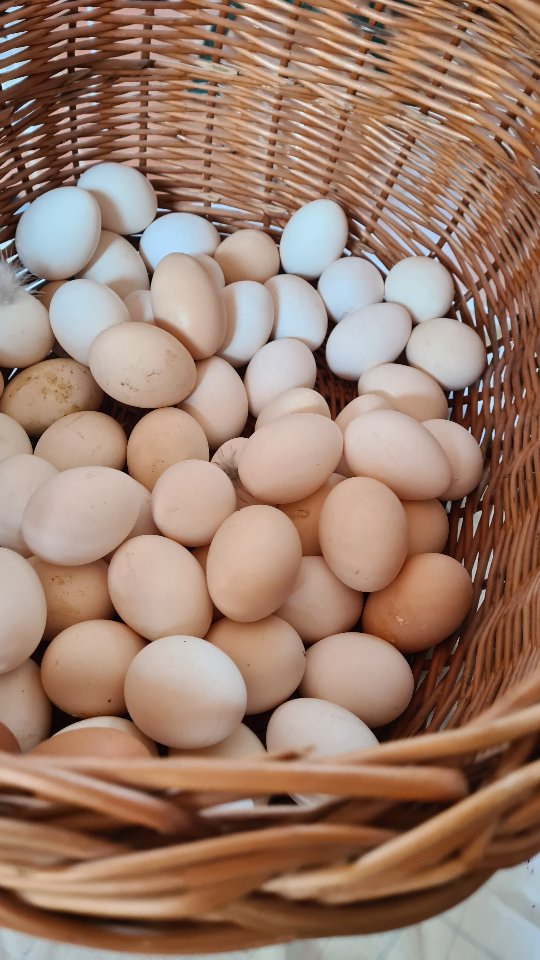 Hay muchas formas de cuidarse. 🥚🐔
Nuestras gallinas viven al aire libre en plena la montaña de la sierra de Bullas, en una finca certificada ecológica.
#huevosecologicosmurcia #huevosecologicos #razaautoctona #gallinamurciana #gallinacastellananegra #huevosgourmet