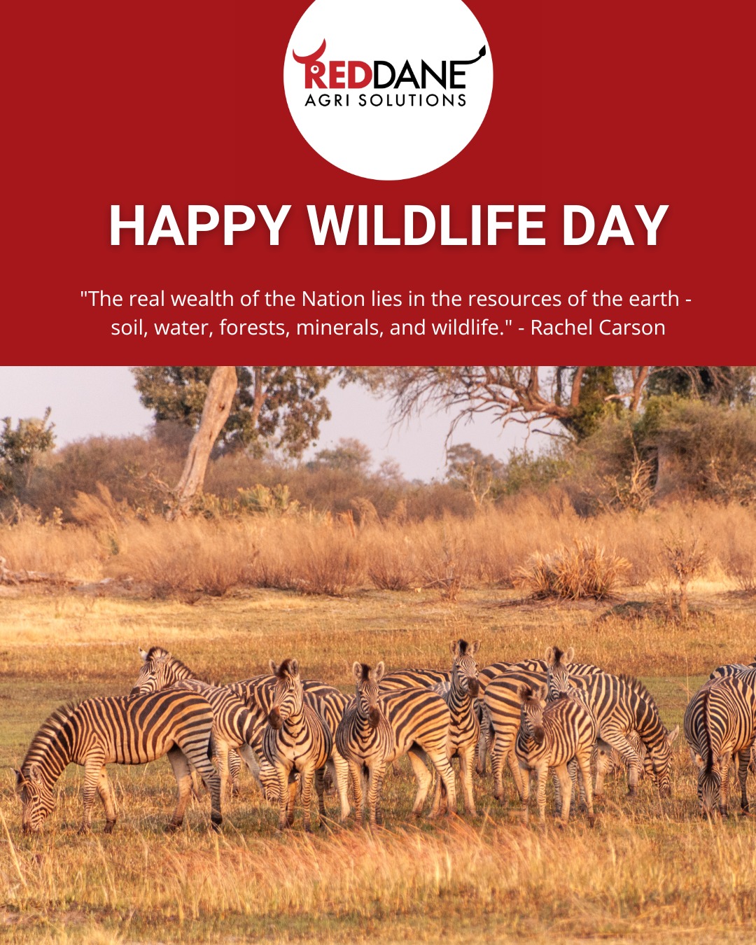 🌿 Happy World Wildlife Day! 🐾
Today, we celebrate the beauty and diversity of wildlife that makes our planet, and particularly our Zimbabwe, extraordinary!
As an agricultural company, we understand the importance of protecting our natural ecosystems. Sustainability is at the heart of what we do — working hard to prioritize agricultural products and practices that will help to ensure a greener future. 🌱
Let's continue to prioritize environmental responsibility, conserve biodiversity, and support the balance between agriculture and our precious wildlife.
Together, we can grow a better tomorrow.
#WorldWildlifeDay #ProtectNature #WildlifeConservation #RedDaneAgriSolutions