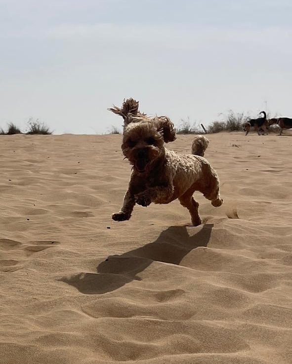 We are convinced that the little ones can fly 🦸♂️🦸♀️
#dubaidogs #dogsindubai #dubai #mydubai #dogs #nyc #hellofromspot #boarding #grooming #welovedogs #dogsofdubai #dubaidog #doggieboarding #doggiedaycare #doggieboarding #dogdaycare #dogdays #uaedogs #dxbdogs #everydayawesome #adoptdontshop #pethealth #petnutrition #happypup #suspect