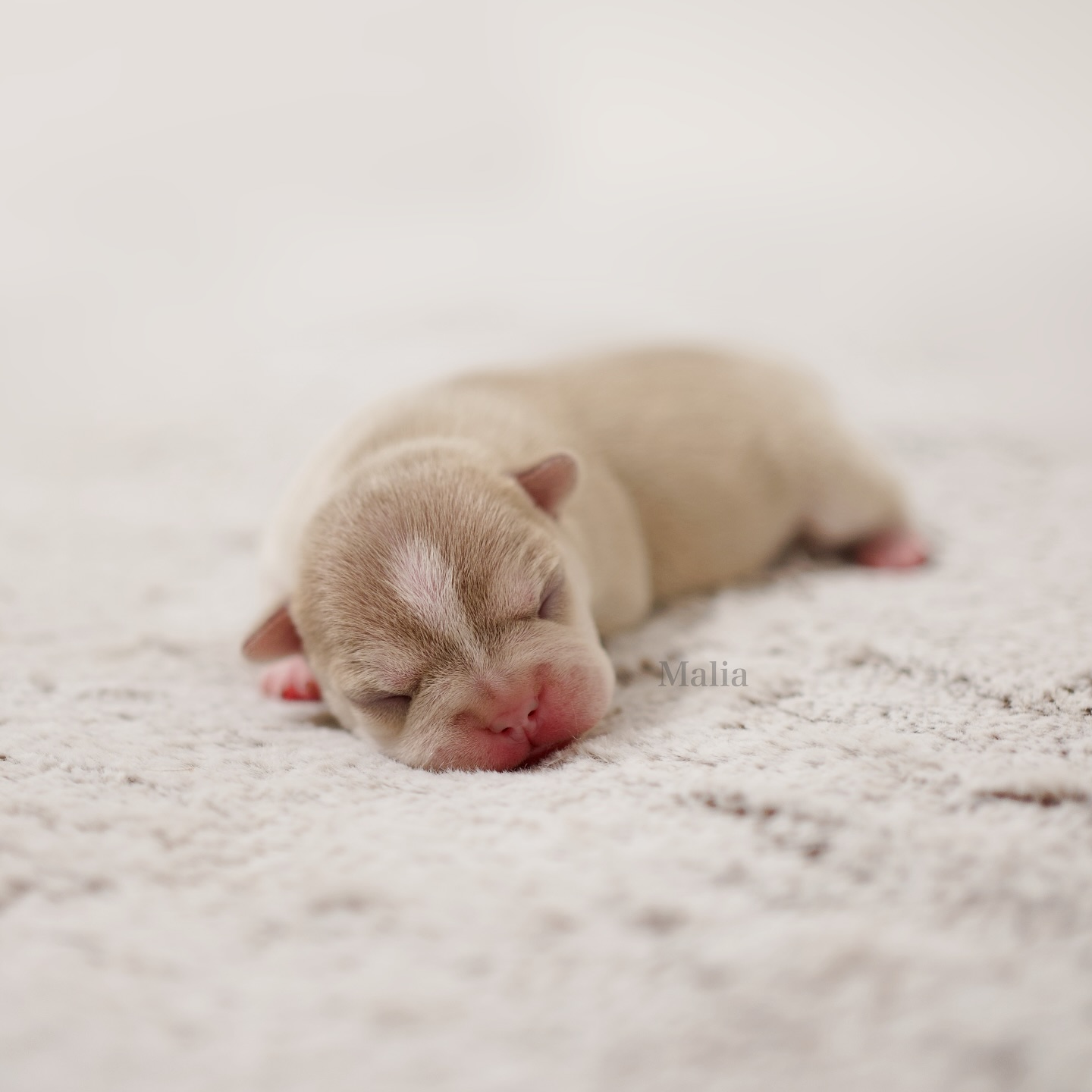 WELCOME LITTLE WONDER. ✨
Meine geliebte Nevada hat in einer vorbildlichen Naturgeburt sieben traumhaften Welpen das Leben geschenkt. In nur 2,5 Stunden waren alle da. Nevada hat das ganz ruhig, ohne Hecheln und ohne Mühe gemeistert. Manchmal waren nicht mal 5 Minuten zwischen den Welpen. Wir könnten nicht stolzer auf unsere starke Mama sein! 😍
Den Anfang machte unsere Malia. ❤️
Mit 247g kam sie als Erstgeborene zur Welt und trägt ihren Namen mit Stolz – „die Sanfte, die Ruhe“. Ob sie wohl ihrer Mama ähnlich wird? Bisher zeigt sie sich auf alle Fälle so. Sie ist einfach eine coole Socke 🧦, genauso wie ihre Mama. Wir sind gespannt, wie sich dieses kleine Wunder entwickelt! Ihre interessante Fellzeichnung macht sie umso spezieller 😍.
Willkommen in der grossen Welt, liebe Malia! ✨🐾
#AlphaBully #sportlichebulldogge #französischebulldoggen #bulldoggswithnoses #bullymitnase #healthyfrenchie #frenchiesofinstagram #sportlichefrenchies #nasenbär #retrofrenchie #huskyfrenchie #französischebulldogge #französischebulldoggedeutschland #französischebulldoggeschweiz #bullysmitnase #frenchiebreeder #bulldoggezüchter