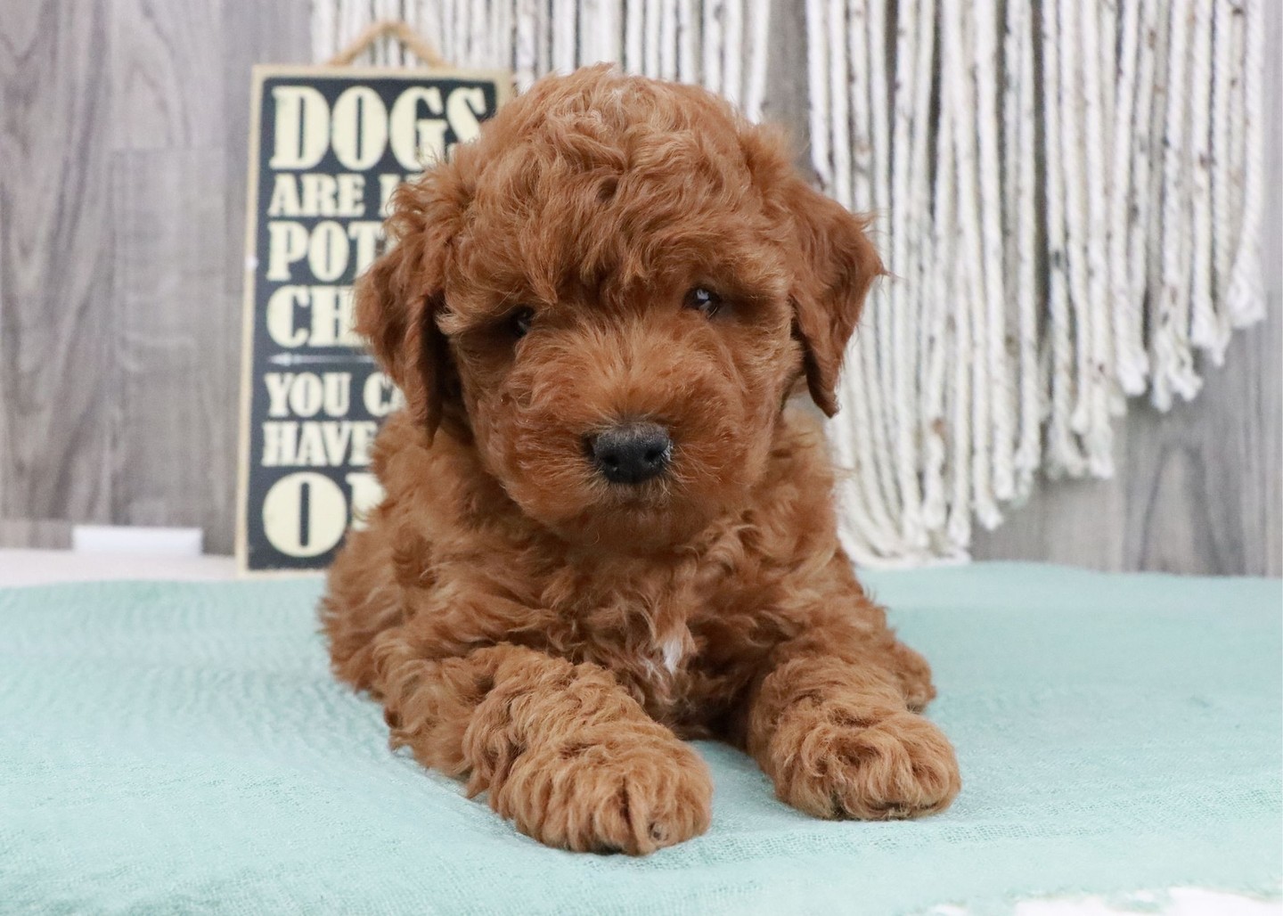 Check out our Heather | She is a BEAUTIFUL Mini Golden Doodle girl at www.pawprintcompanions.com
#minigoldendoodle #minigoldendoodlepuppy