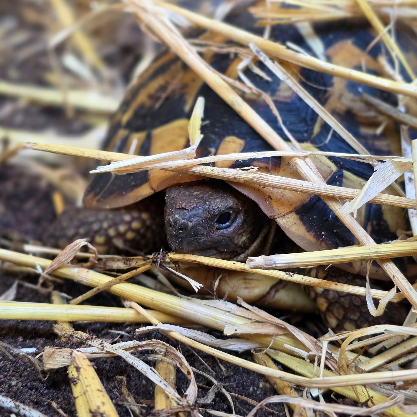 We have some activity. Our westerns appear to wake before the easterns. We have about 5 westerns awake and 2 easterns awake. We have also bumated some little hatchlings.
#midlandtortoise #tortoise #Tortoise #tortoisekeeper #tortoiseofig #tortoiseofinstagram #tortstgram #tortoiselife #reptilesofinsta #reptilesofig #repstagram #pets #reptile #schildkröte #brumation #hermanni #testudo #hermannihermanni #hermanniboettgeri #easternherman #westernherman #naturalistictortoisekeeping #ukreptile #ukreptilekeeper