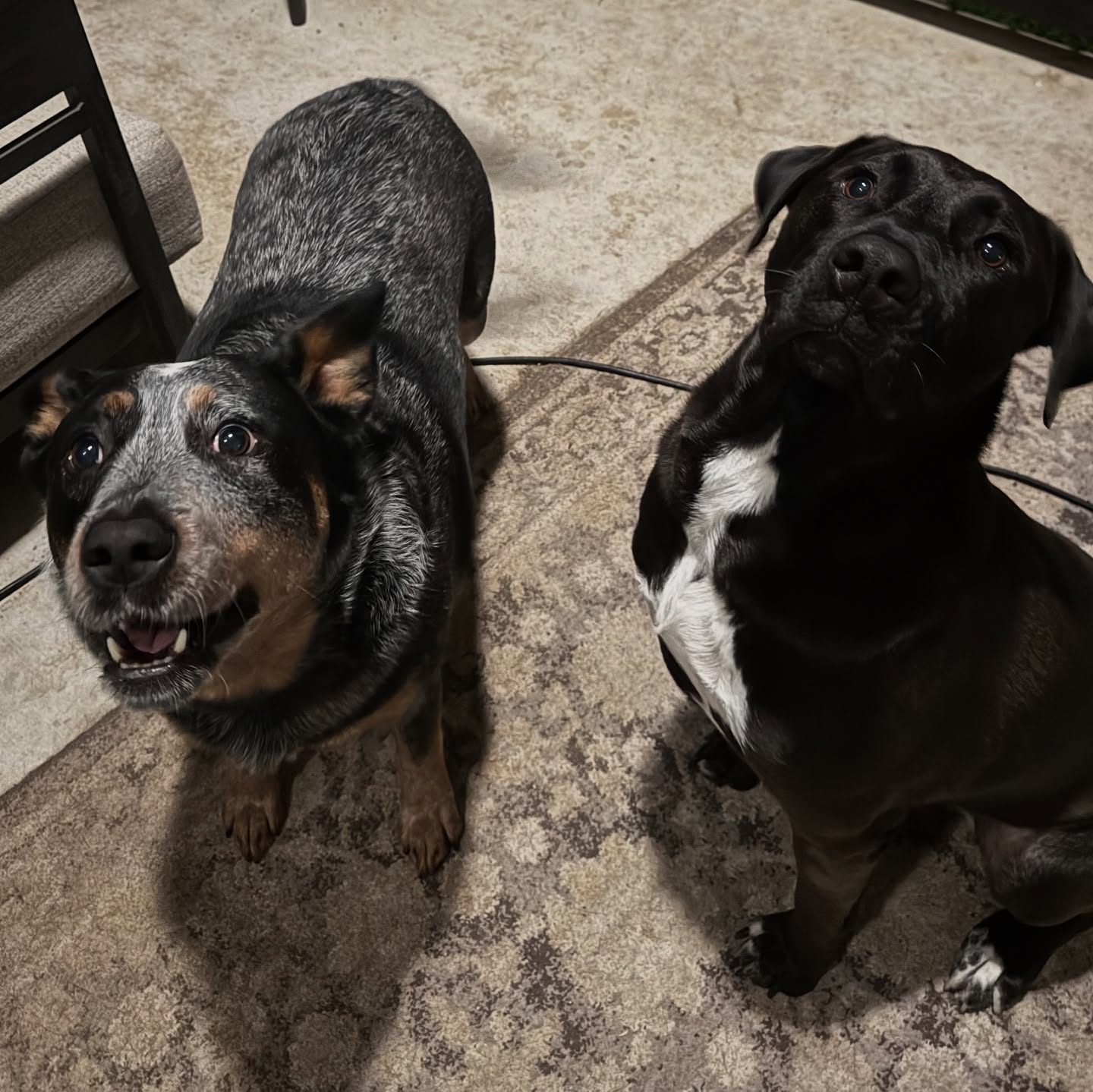 CHAPO & COVI
Not to be confused with El Chapo Or the Italian Mafia - these guys stay on their best behavior.
#dog #dogsitter #boerne #fairoaksranch #petsitter