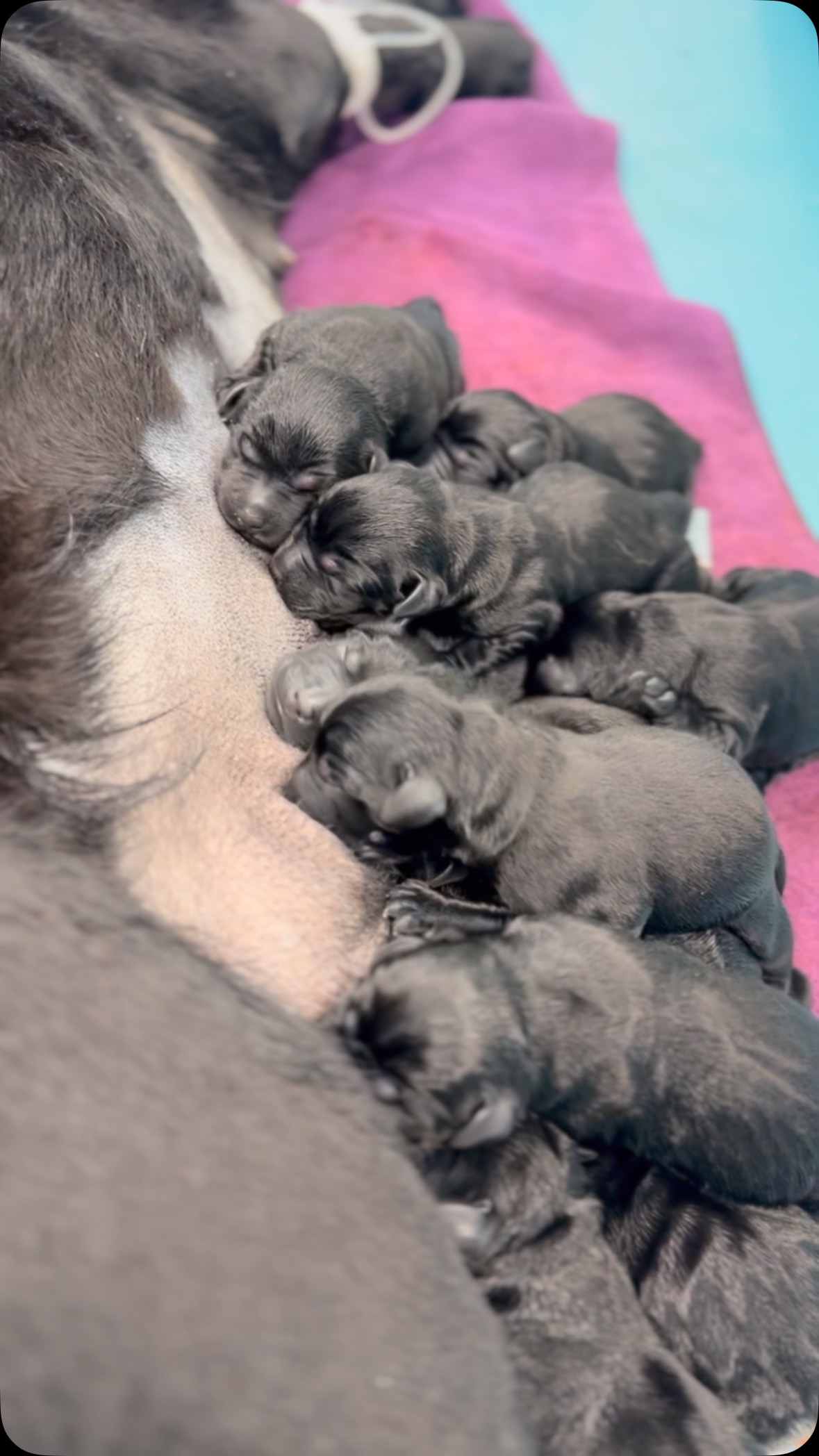 Yön huhkimisen lopputuloksena 13 ihanaa pientä avustettu maailmaan ❤️ tsemppiä mammalle ja pennuille ❤️ #labrador #puppy #lillvet #lillvetsynnytyspäivystys #lillveteläinlääkäripalvelut