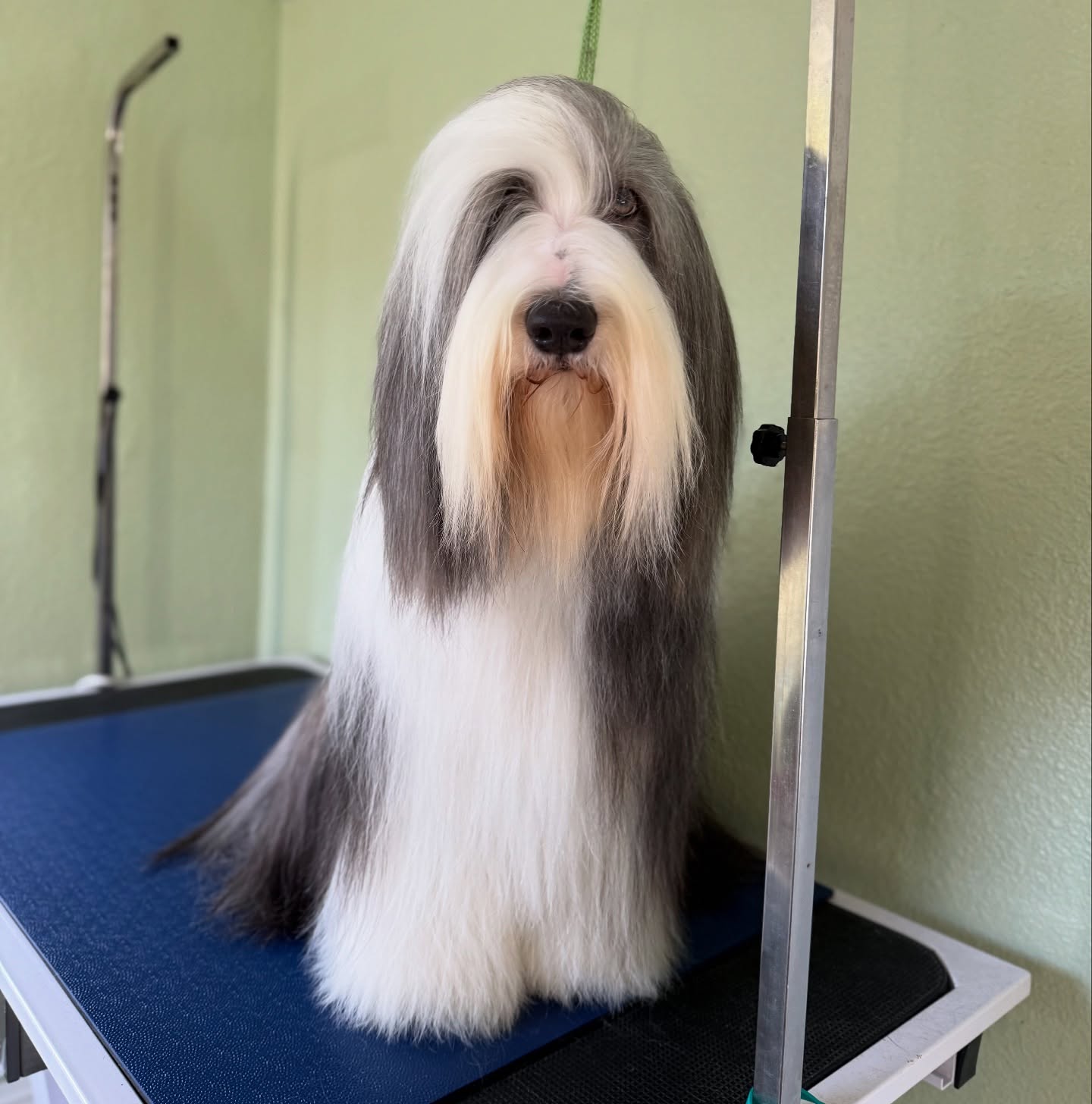 Bearded collie spa day! 🫧
#doggrooming #sandiego #fearfree #showgrooming