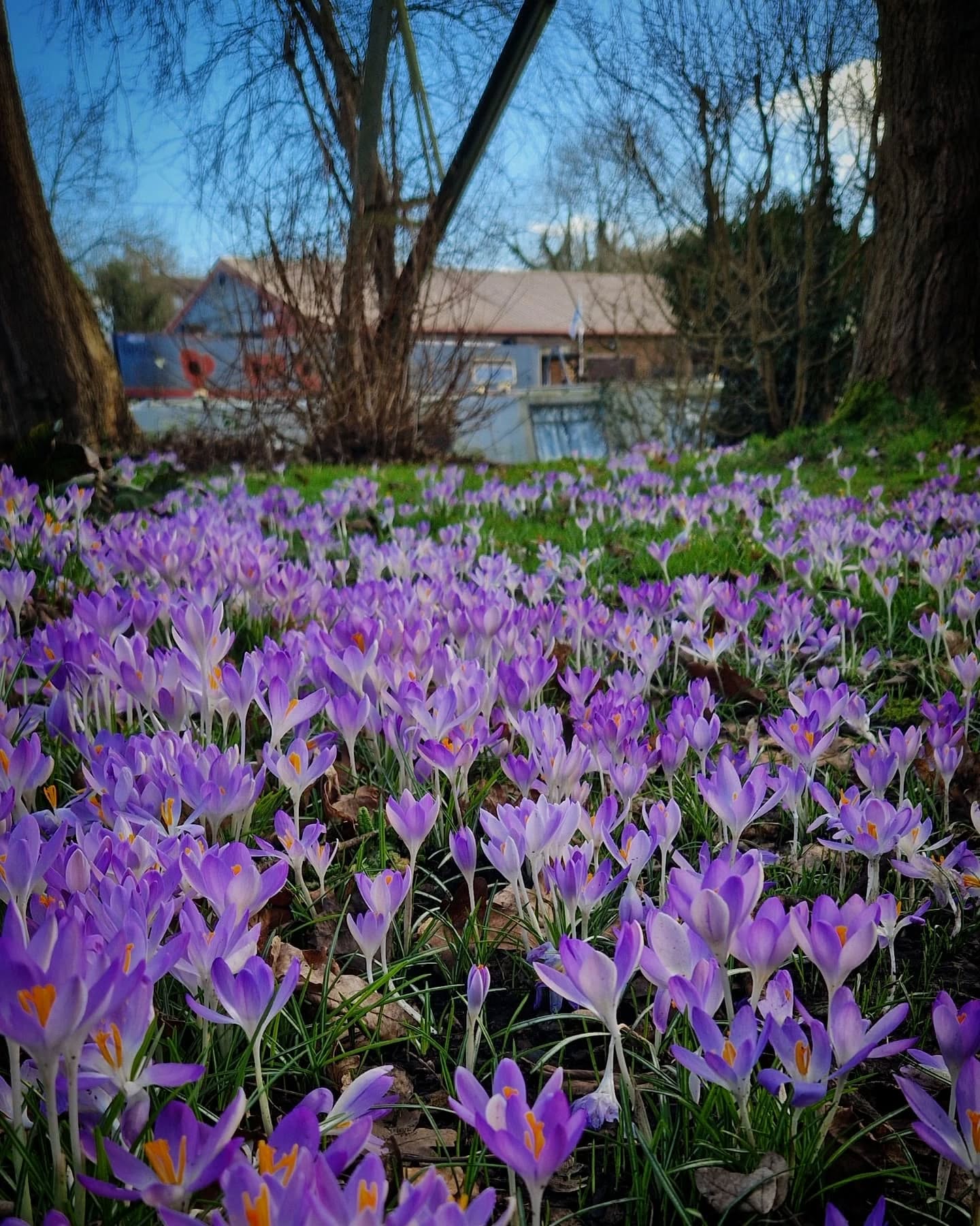 Wasn’t that past weekend sunshine just the sweetest relief after the endless stretch of grey, cold months? It felt like the sky finally exhaled, and with it, so did I. A warmth spread through me, light as air—lighter than I’ve felt in ages. And yet, along with that weightlessness came a deep, bone-tired fatigue.
It’s strange how that works, isn’t it? When you’ve been holding on so tightly—clenching through stress, worry, the grind of rigid routines—then suddenly, you release it all… and the exhaustion floods in. Letting go takes its own kind of energy.
But here we are, in March. The earth is waking up, blossoms stretching toward the light, limbs unfurling, reaching, expanding. And maybe that’s our cue, too—to soften, to breathe, to slip gently into the rhythm of the season.
#HealthyEating
#NourishYourBody
#EatTheRainbow
#FoodAsMedicine
#MindfulEating
#WellnessJourney
#HealthyHabits
#LiveWell
#HolisticHealth
#FuelYourBody
#EatSeasonal
#SeasonalEating
#FarmToTable
#LocalAndFresh
#NatureNourished