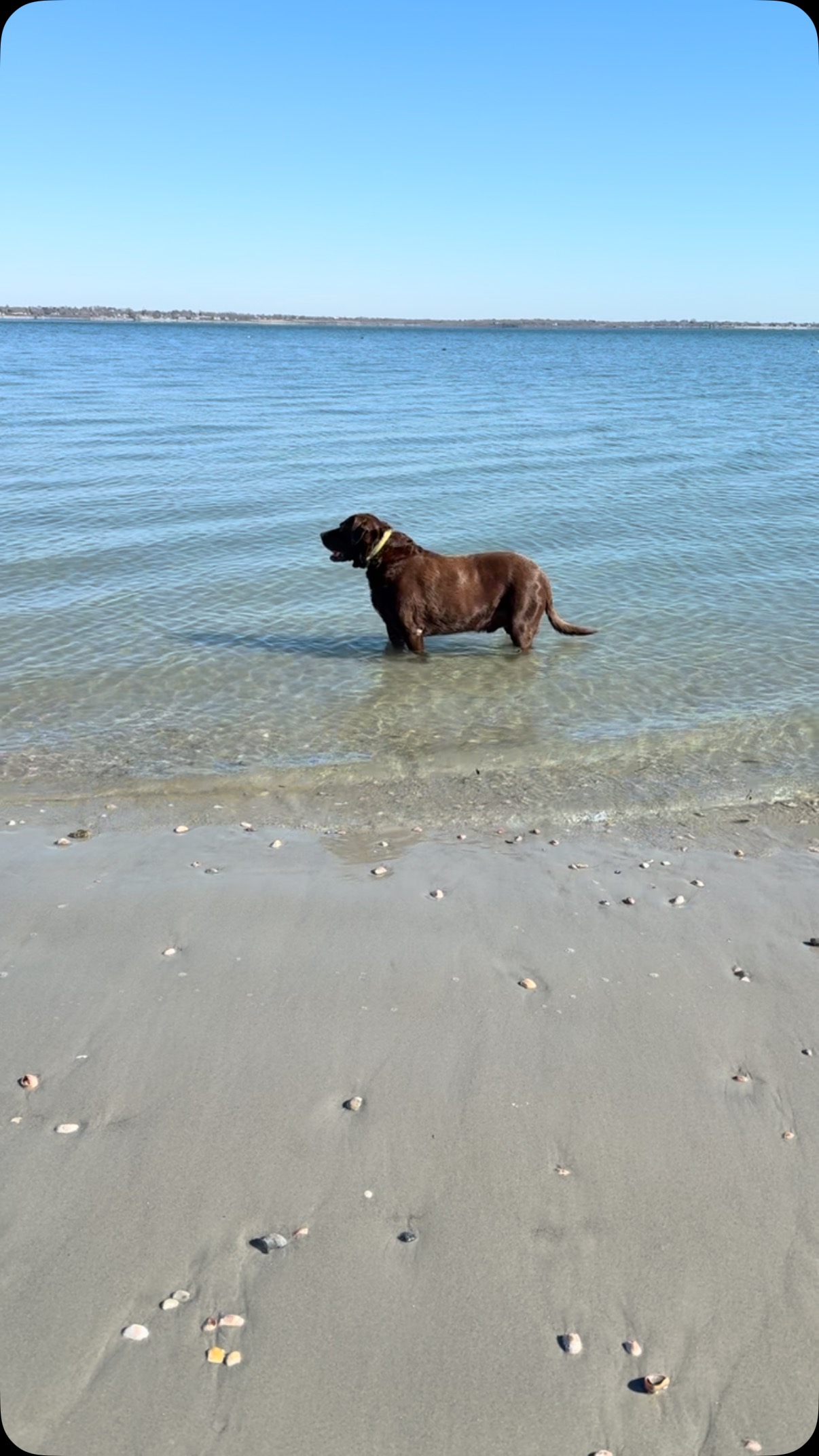 On a frigid day, Kona taking a moment of zen in the water.