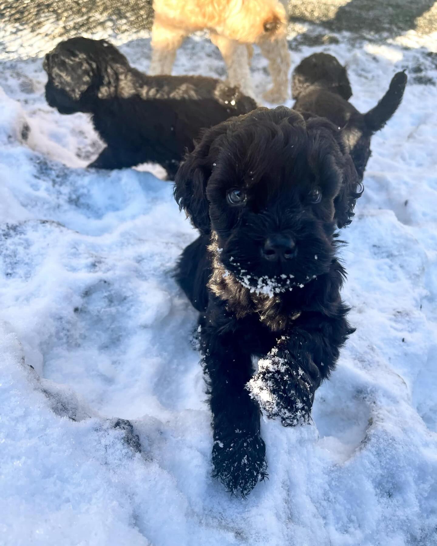 Vi holder åpent hus hver helg! Lørdager og søndager, fra klokken 12 til 14, Velkommen!🥰🐶 #puppies #puppiesofinstagram #puppy🐶 #puppyface #australiancobberdog #australiancobberdogs #kennelnor