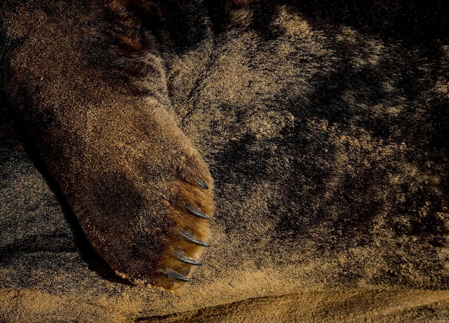 Iām thrilled to share that Iāve won MAMMAL PHOTOGRAPHER OF THE YEAR š The winning shot is of a grey sealās flipper, taken on last yearās Seals Of Norfolk tour. It was one of those quiet magical moments at first light when this seal lazily kicked sand over herself, creating a beautiful play of texture and light. My image Clash Of The Titans also was awarded Highly Commended. If youāve joined me on a seal tour, youāll know each day brings new creative possibilities - and if you havenāt, this November might be the perfect time for you!
#mammalphotographeroftheyear @mammalsociety #sealphotography #wildlifephotography #sealsofnorfolk #naturelovers #photooftheday #wildlifeinspiration #horseygap #blakeneypoint #norfolk #ukcoastline #ukwildlife #greyseal #friendsofhorseyseals #nature_perfection #natureloversgallery #nature_obsession #natures_moods