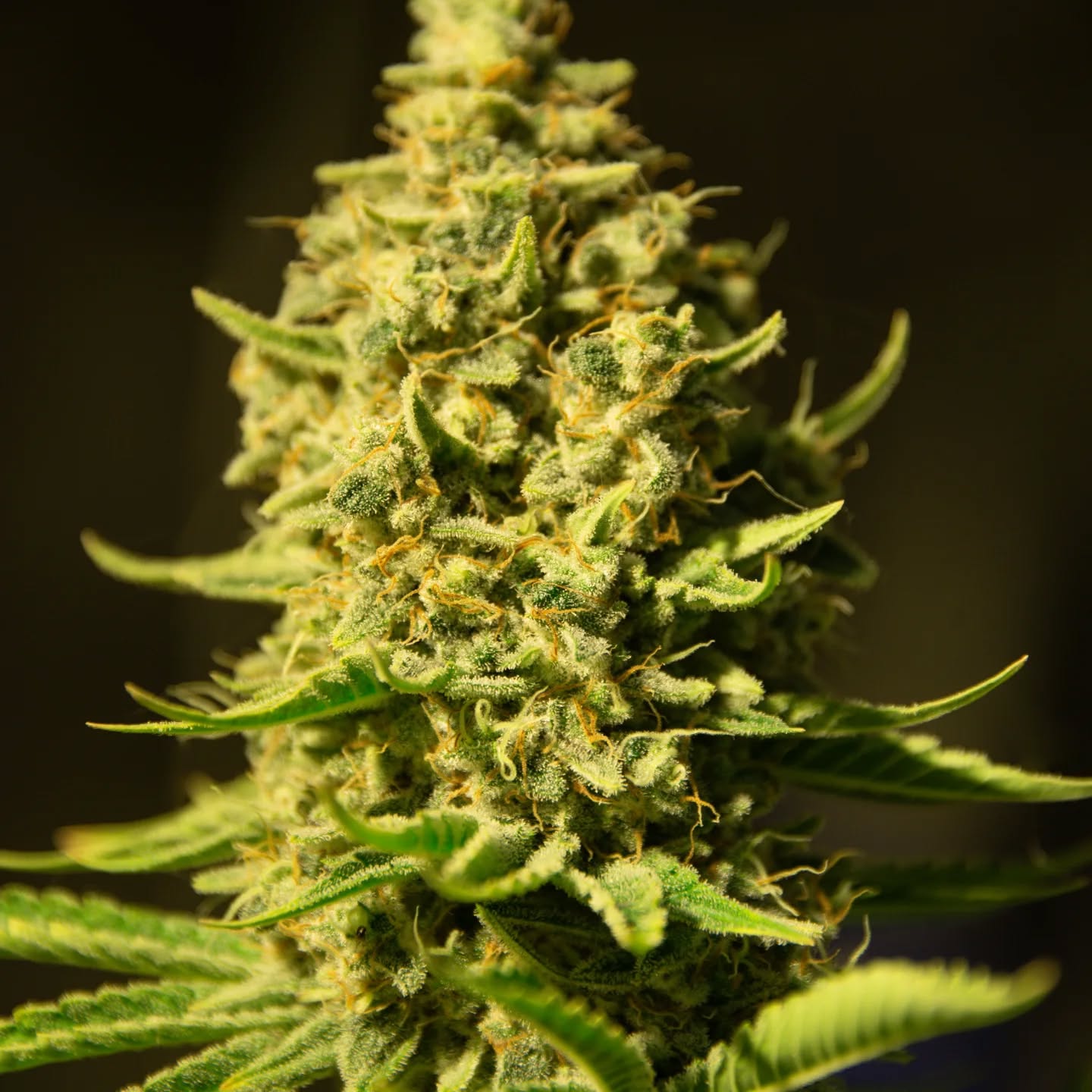 Fruit du démon sous hps