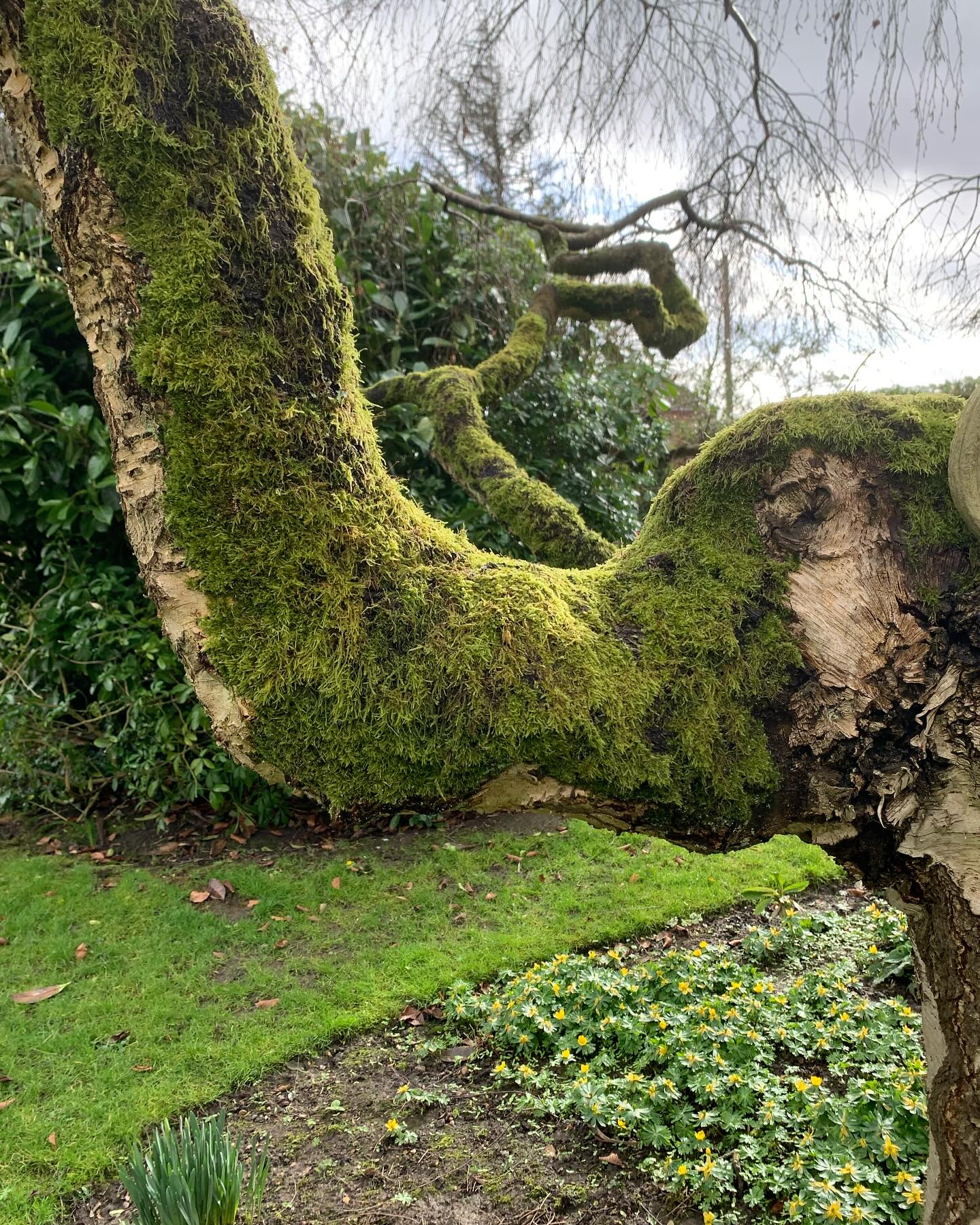 Elephant tree
#highamwoodgardens #gardenertonbridge #gardeningtonbridge #plantloversofinstagram #pollinatorgarden #gardening #gardensofinstagram #englishgardens #plantlife #gardenborder #garden #gardenideas